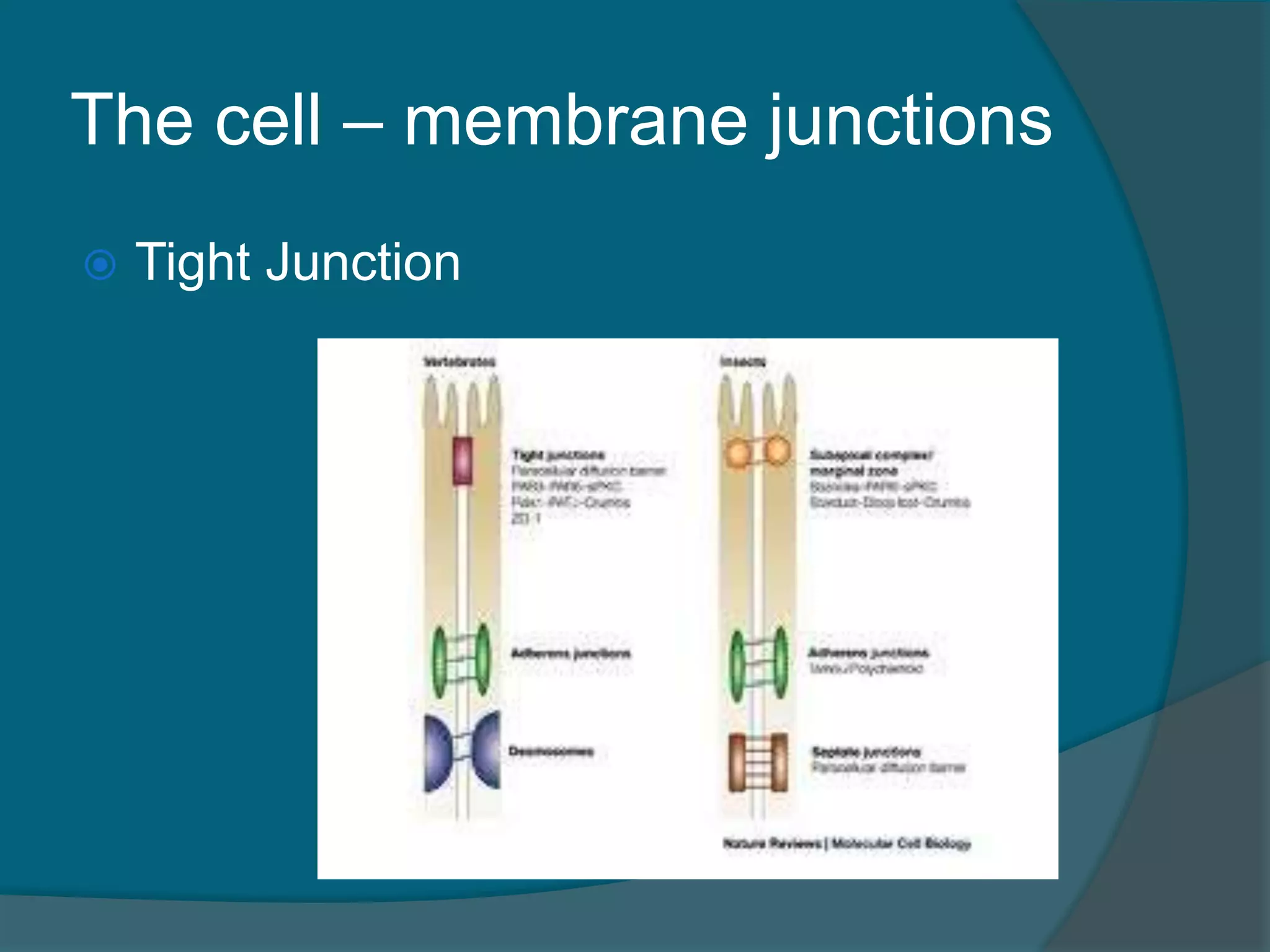 The cell – membrane junctions
 Tight Junction
 