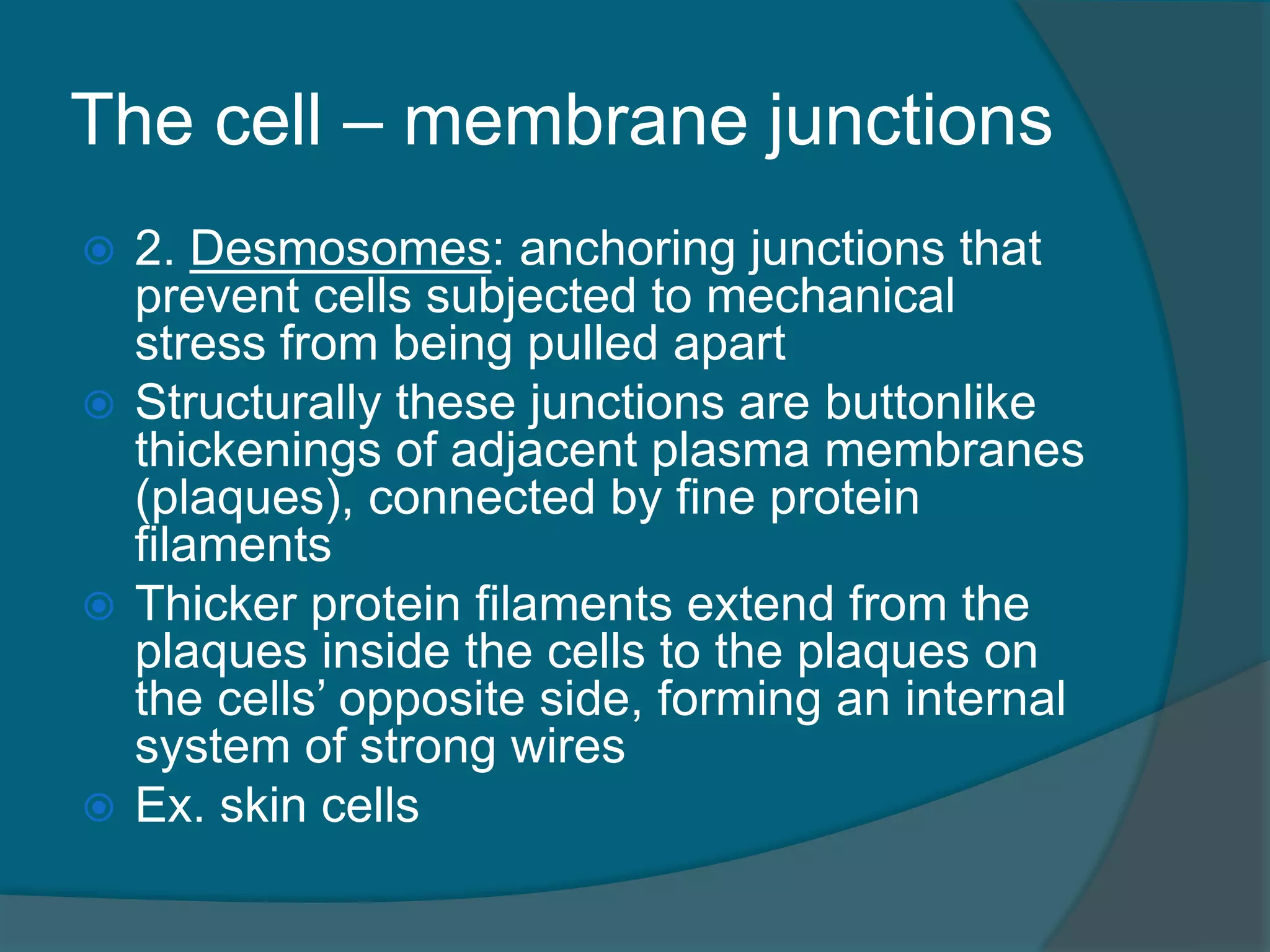 The cell – membrane junctions
 2. Desmosomes: anchoring junctions that
prevent cells subjected to mechanical
stress from being pulled apart
 Structurally these junctions are buttonlike
thickenings of adjacent plasma membranes
(plaques), connected by fine protein
filaments
 Thicker protein filaments extend from the
plaques inside the cells to the plaques on
the cells’ opposite side, forming an internal
system of strong wires
 Ex. skin cells
 