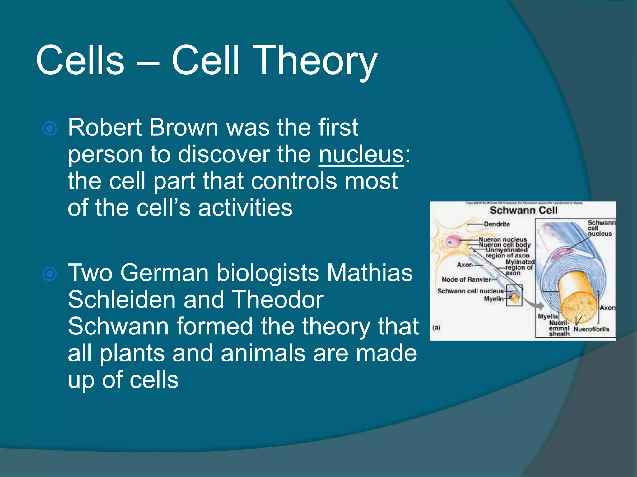 Cells – Cell Theory
 Robert Brown was the first
person to discover the nucleus:
the cell part that controls most
of the cell’s activities
 Two German biologists Mathias
Schleiden and Theodor
Schwann formed the theory that
all plants and animals are made
up of cells
 