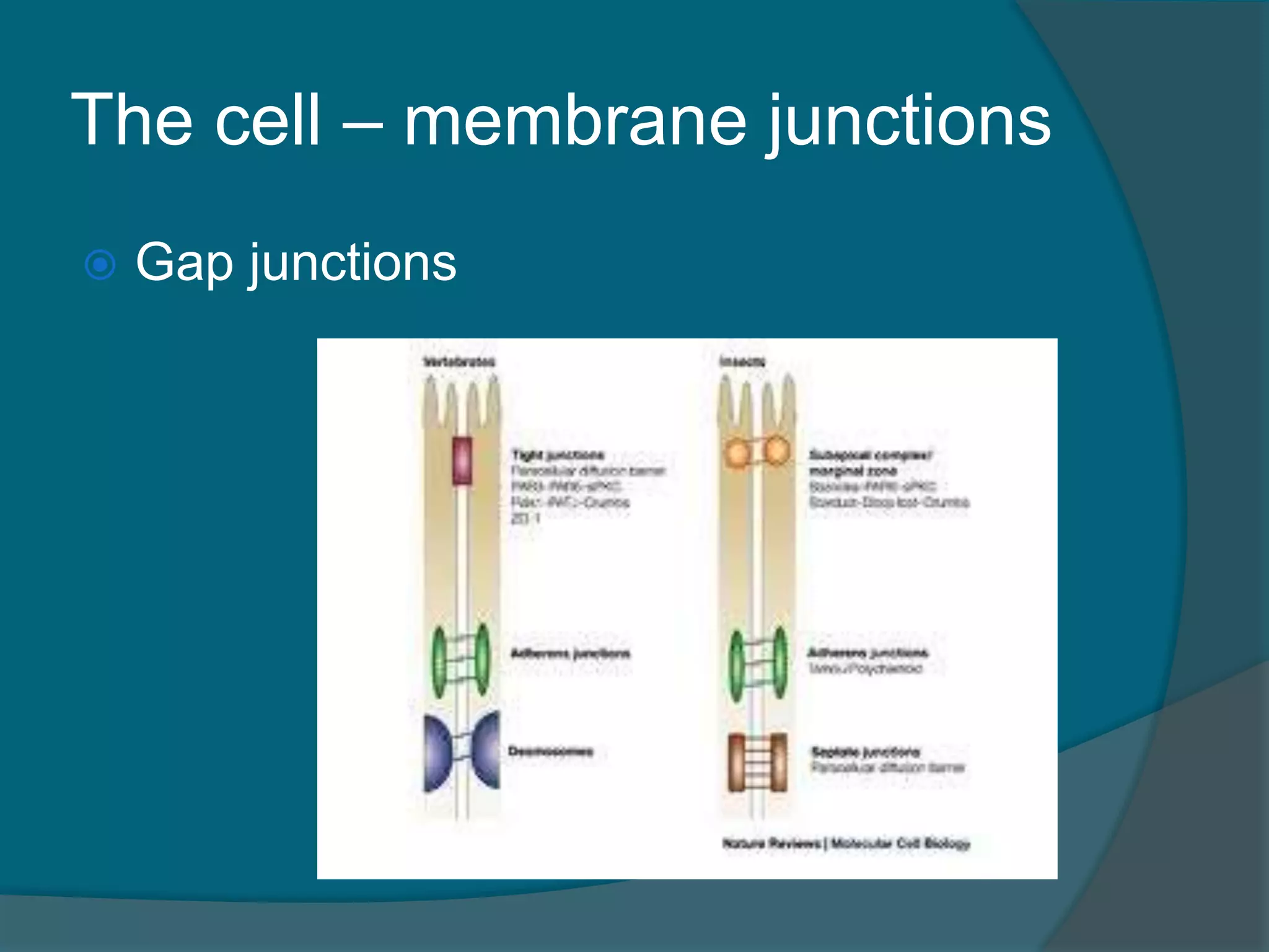 The cell – membrane junctions
 Gap junctions
 