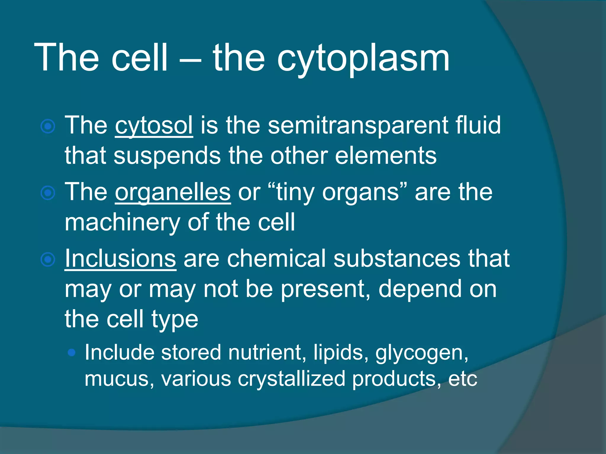 The cell – the cytoplasm
 The cytosol is the semitransparent fluid
that suspends the other elements
 The organelles or “tiny organs” are the
machinery of the cell
 Inclusions are chemical substances that
may or may not be present, depend on
the cell type
 Include stored nutrient, lipids, glycogen,
mucus, various crystallized products, etc
 
