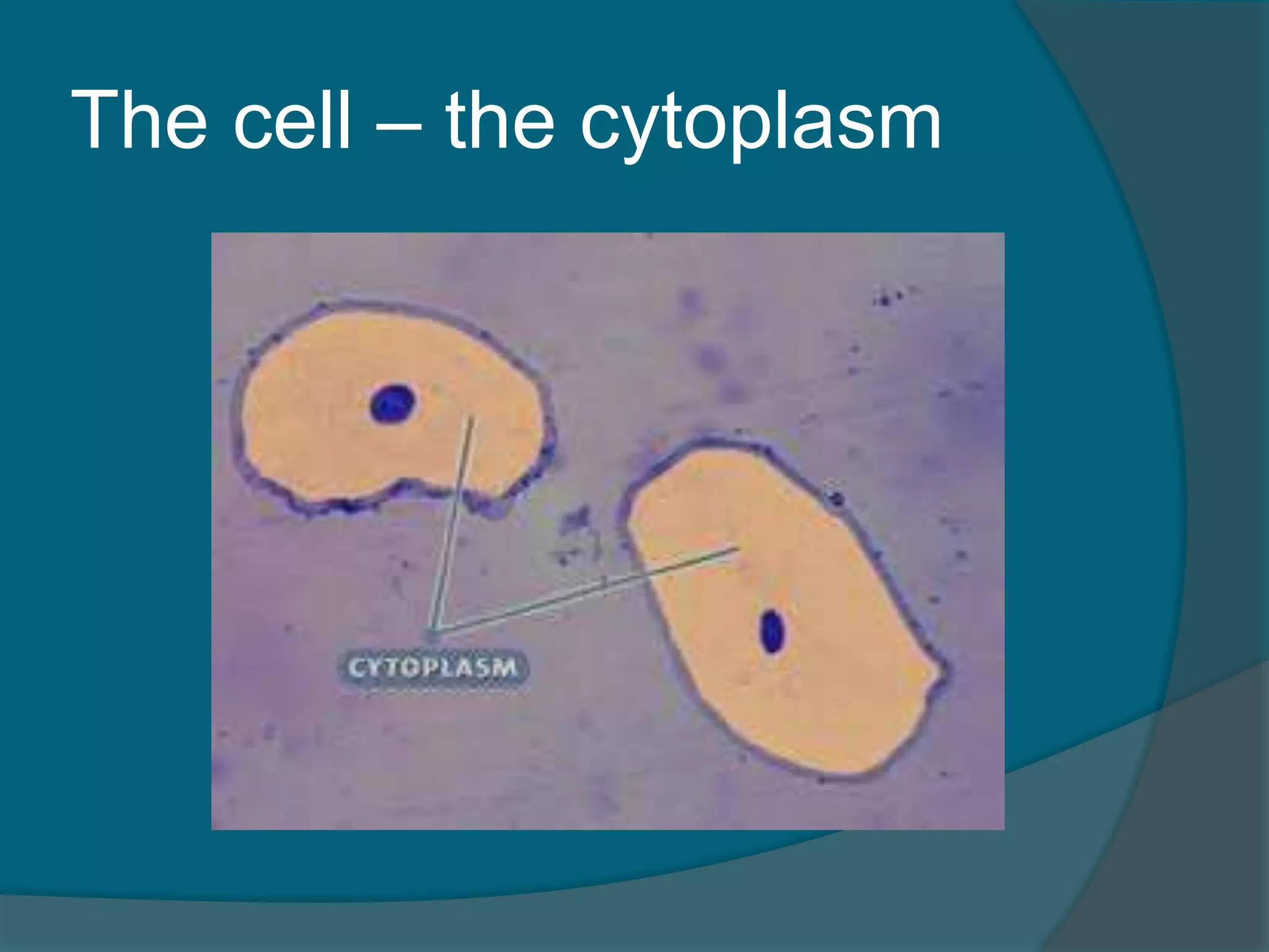 The cell – the cytoplasm
 