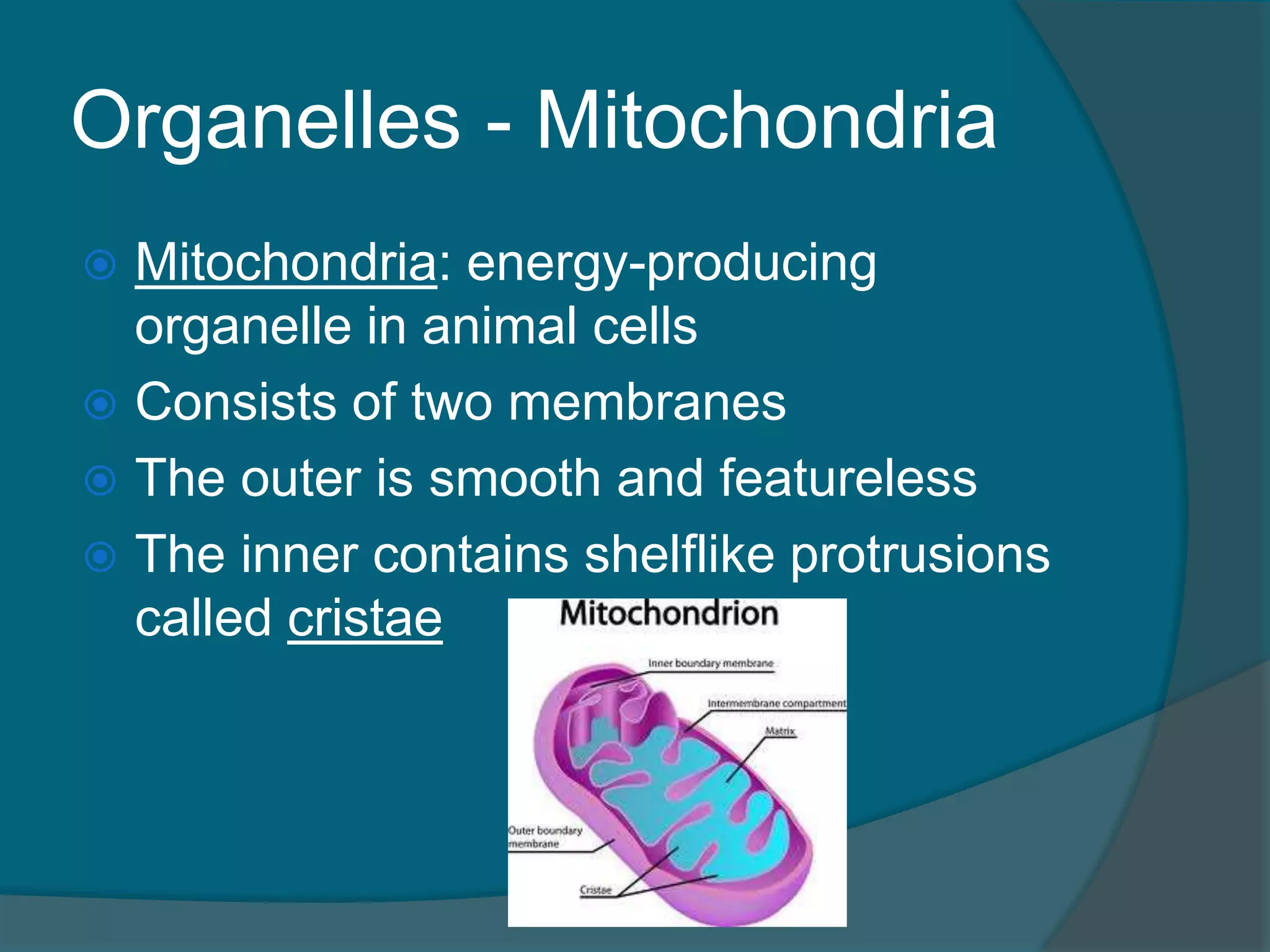 Organelles - Mitochondria
 Mitochondria: energy-producing
organelle in animal cells
 Consists of two membranes
 The outer is smooth and featureless
 The inner contains shelflike protrusions
called cristae
 