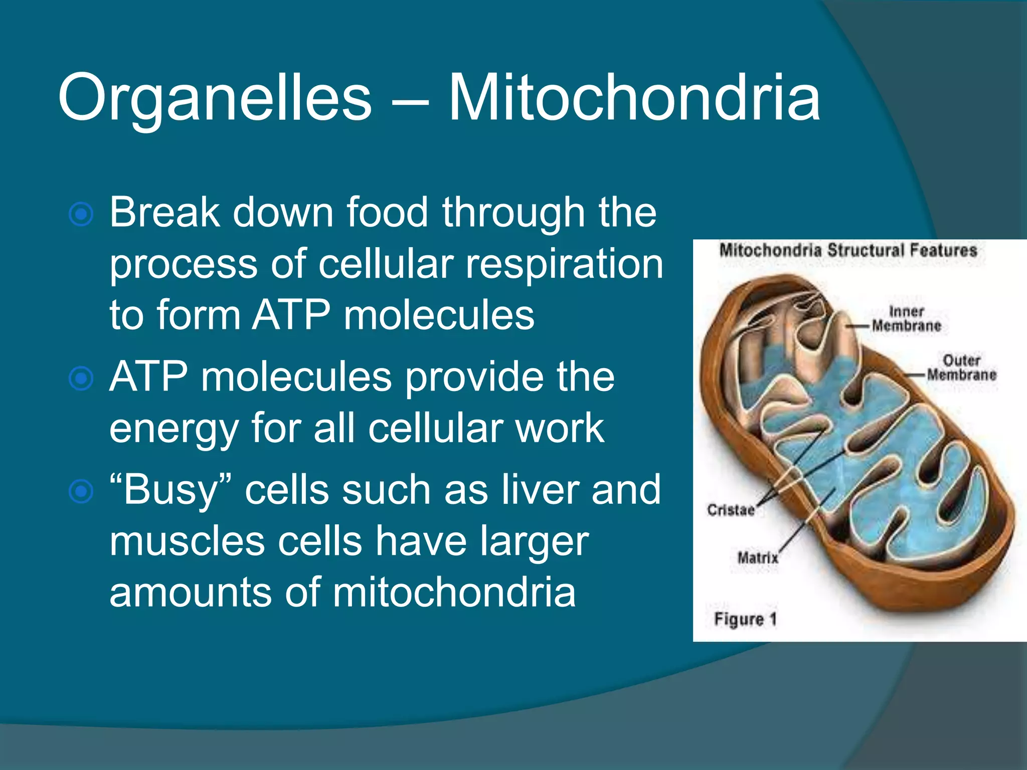 Organelles – Mitochondria
 Break down food through the
process of cellular respiration
to form ATP molecules
 ATP molecules provide the
energy for all cellular work
 “Busy” cells such as liver and
muscles cells have larger
amounts of mitochondria
 