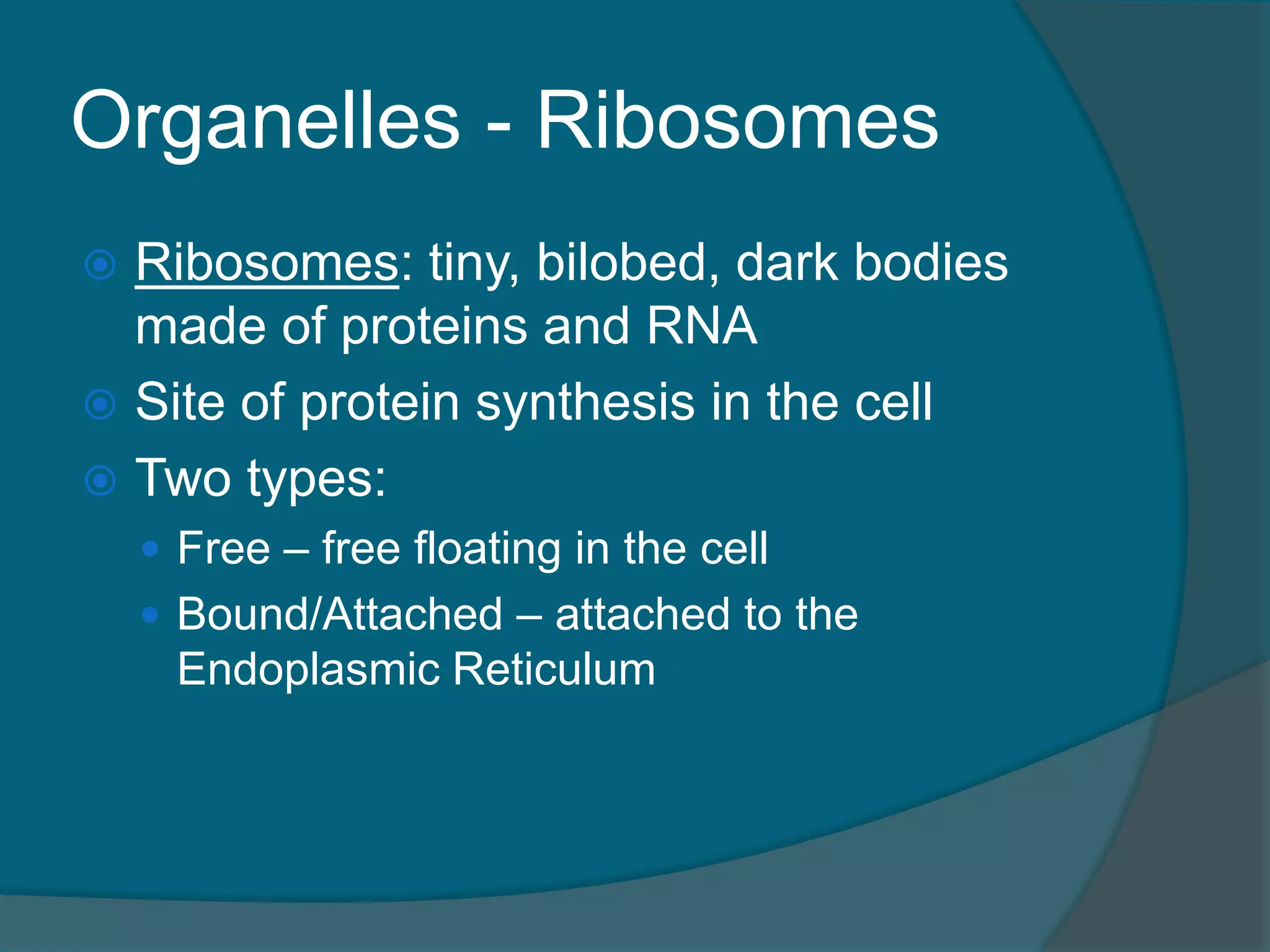 Organelles - Ribosomes
 Ribosomes: tiny, bilobed, dark bodies
made of proteins and RNA
 Site of protein synthesis in the cell
 Two types:
 Free – free floating in the cell
 Bound/Attached – attached to the
Endoplasmic Reticulum
 