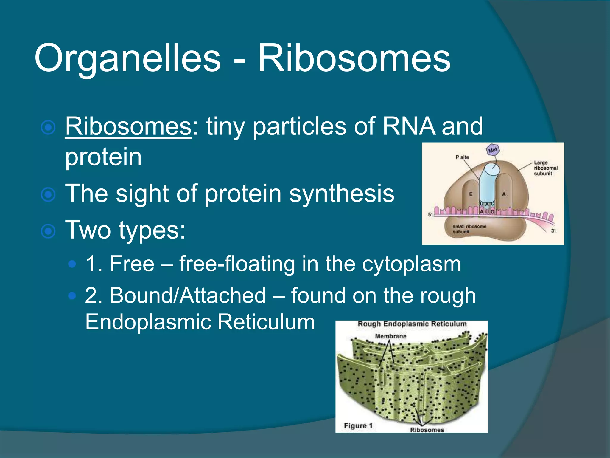 Organelles - Ribosomes
 Ribosomes: tiny particles of RNA and
protein
 The sight of protein synthesis
 Two types:
 1. Free – free-floating in the cytoplasm
 2. Bound/Attached – found on the rough
Endoplasmic Reticulum
 