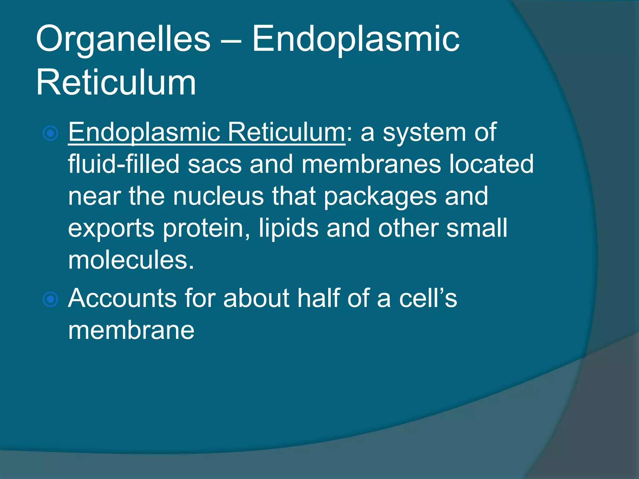 Organelles – Endoplasmic
Reticulum
 Endoplasmic Reticulum: a system of
fluid-filled sacs and membranes located
near the nucleus that packages and
exports protein, lipids and other small
molecules.
 Accounts for about half of a cell’s
membrane
 