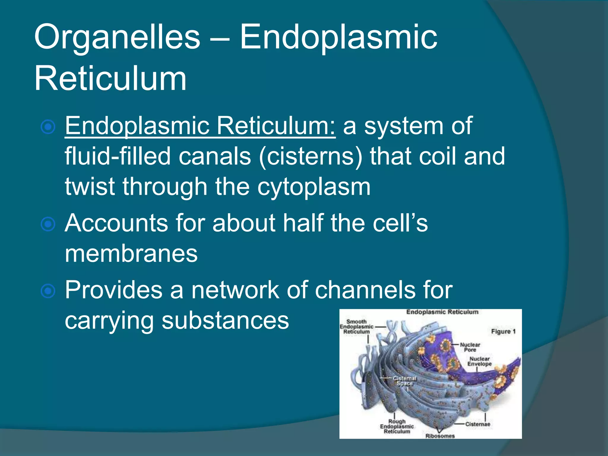 Organelles – Endoplasmic
Reticulum
 Endoplasmic Reticulum: a system of
fluid-filled canals (cisterns) that coil and
twist through the cytoplasm
 Accounts for about half the cell’s
membranes
 Provides a network of channels for
carrying substances
 
