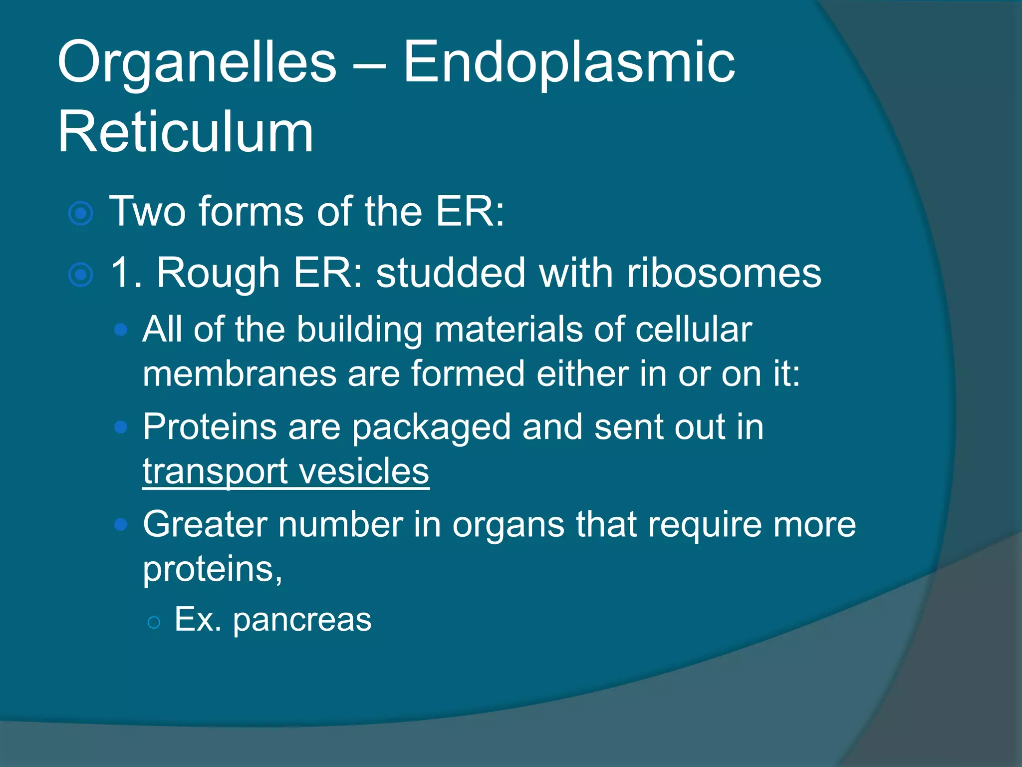 Organelles – Endoplasmic
Reticulum
 Two forms of the ER:
 1. Rough ER: studded with ribosomes
 All of the building materials of cellular
membranes are formed either in or on it:
 Proteins are packaged and sent out in
transport vesicles
 Greater number in organs that require more
proteins,
○ Ex. pancreas
 
