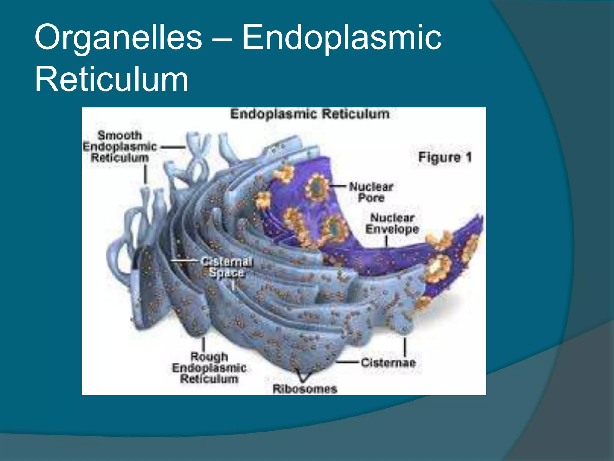 Organelles – Endoplasmic
Reticulum
 