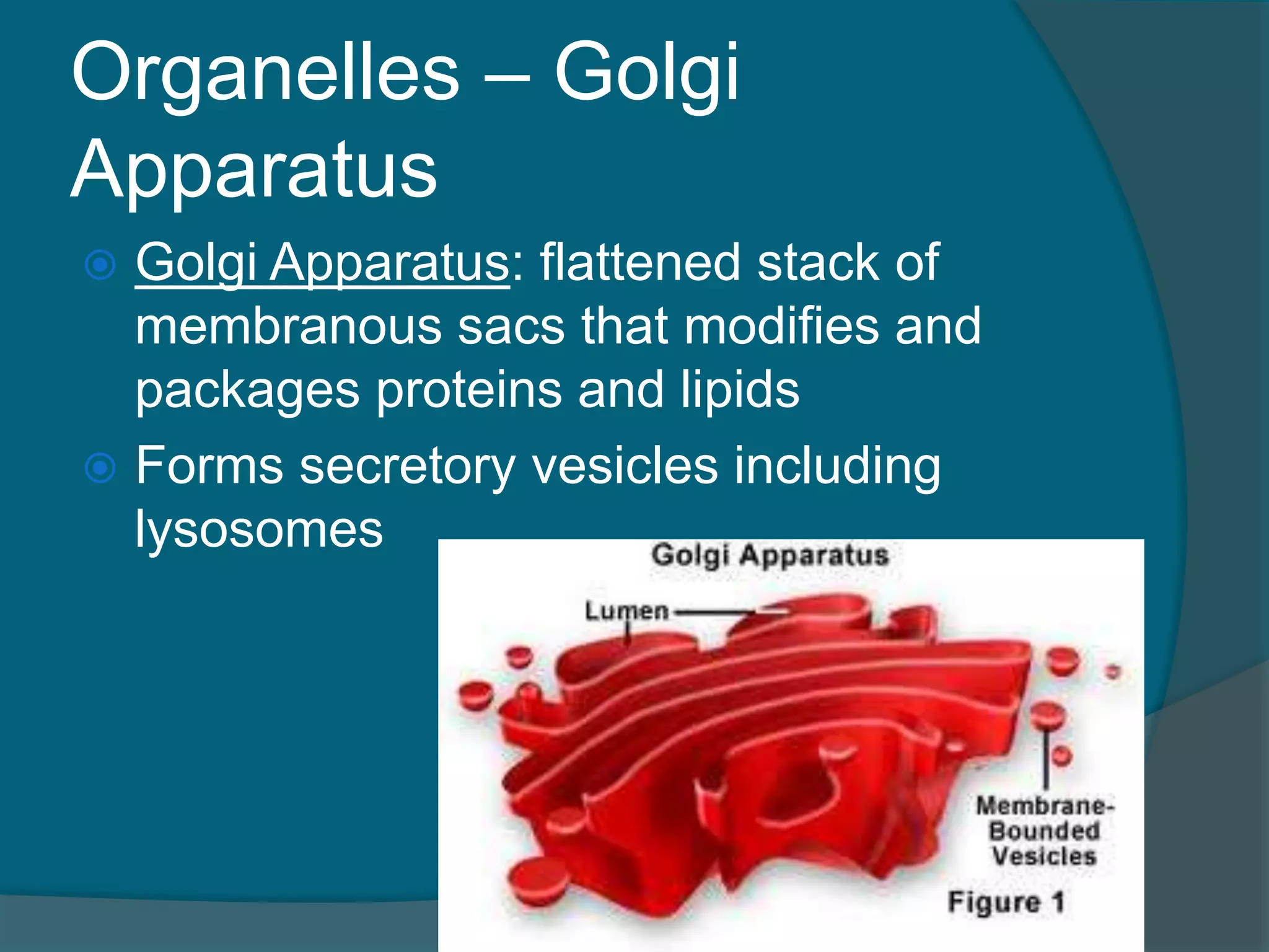 Organelles – Golgi
Apparatus
 Golgi Apparatus: flattened stack of
membranous sacs that modifies and
packages proteins and lipids
 Forms secretory vesicles including
lysosomes
 