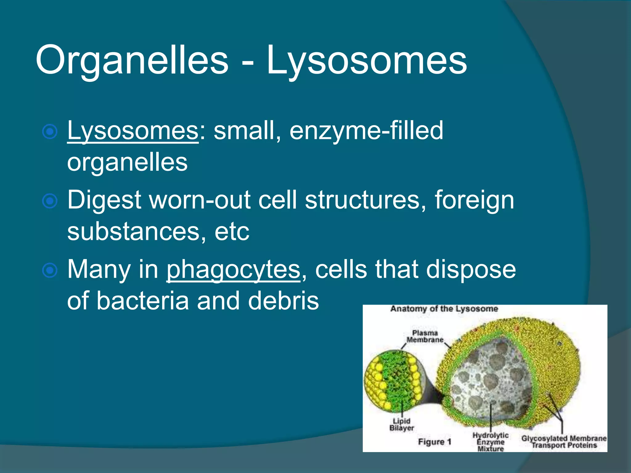 Organelles - Lysosomes
 Lysosomes: small, enzyme-filled
organelles
 Digest worn-out cell structures, foreign
substances, etc
 Many in phagocytes, cells that dispose
of bacteria and debris
 