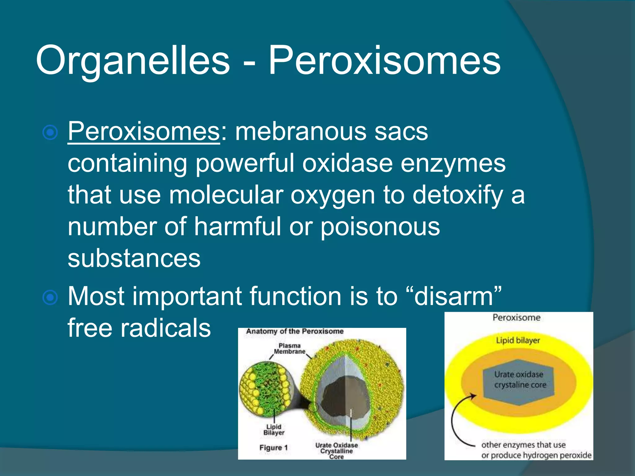 Organelles - Peroxisomes
 Peroxisomes: mebranous sacs
containing powerful oxidase enzymes
that use molecular oxygen to detoxify a
number of harmful or poisonous
substances
 Most important function is to “disarm”
free radicals
 