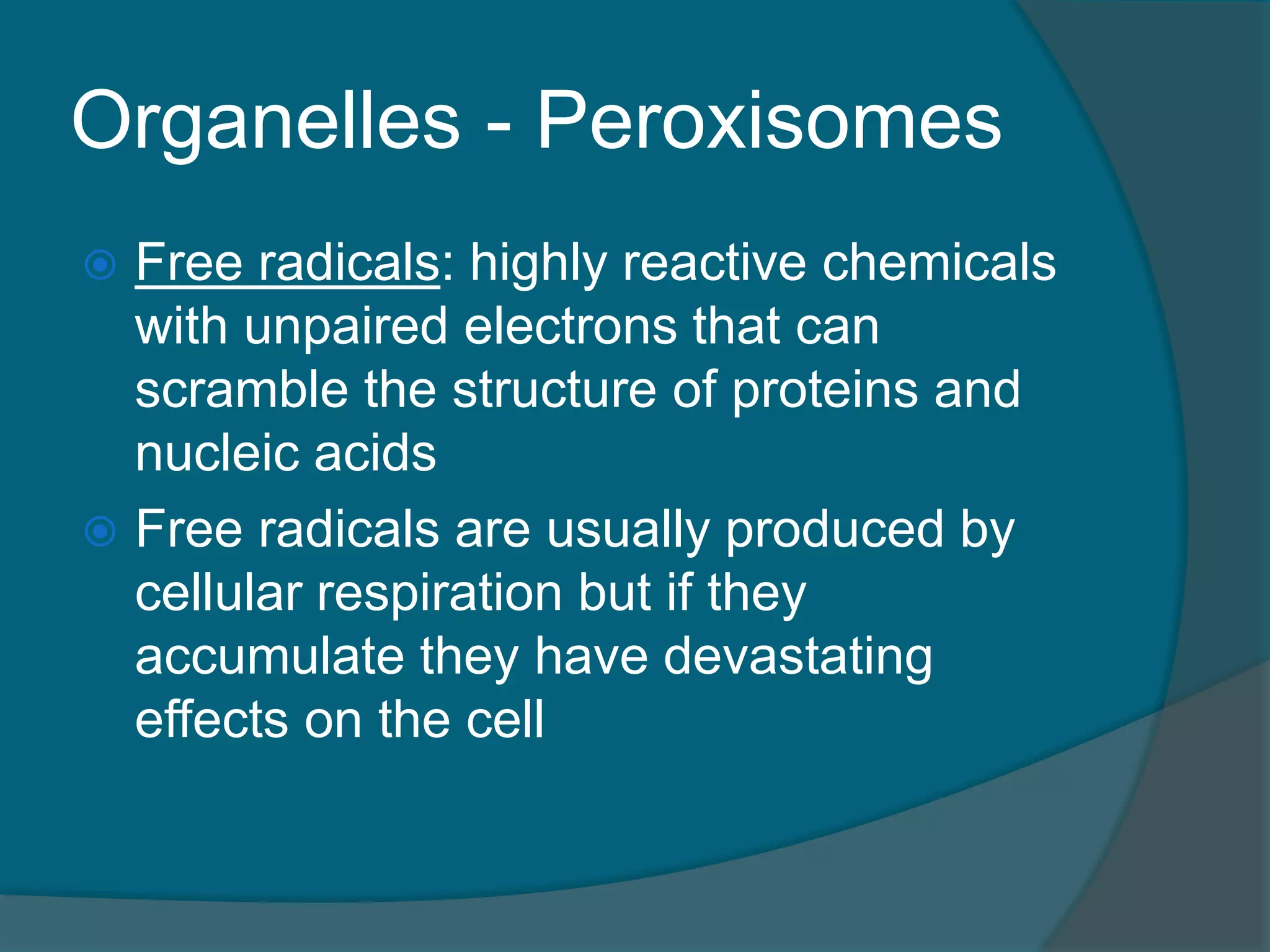 Organelles - Peroxisomes
 Free radicals: highly reactive chemicals
with unpaired electrons that can
scramble the structure of proteins and
nucleic acids
 Free radicals are usually produced by
cellular respiration but if they
accumulate they have devastating
effects on the cell
 