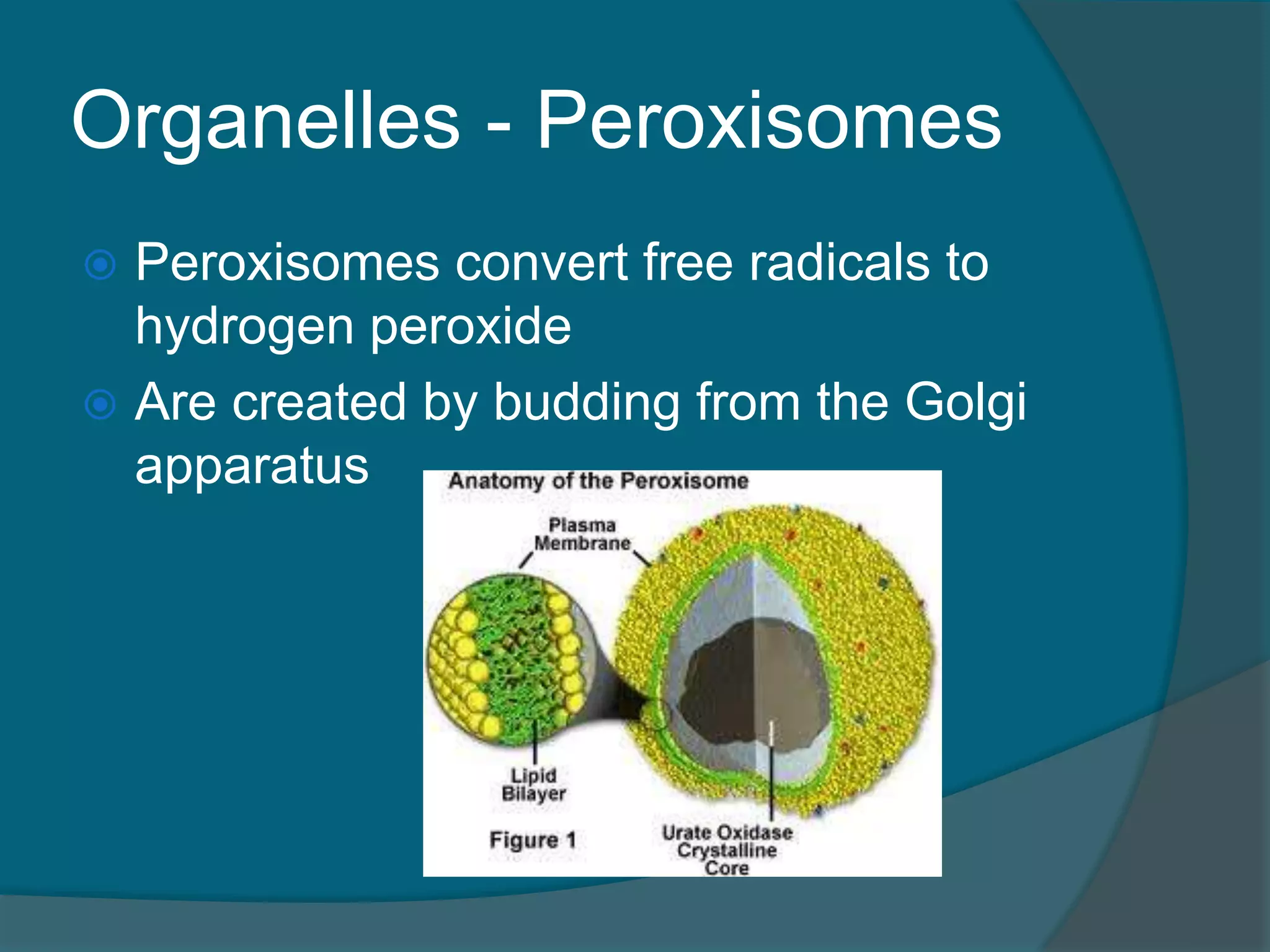 Organelles - Peroxisomes
 Peroxisomes convert free radicals to
hydrogen peroxide
 Are created by budding from the Golgi
apparatus
 