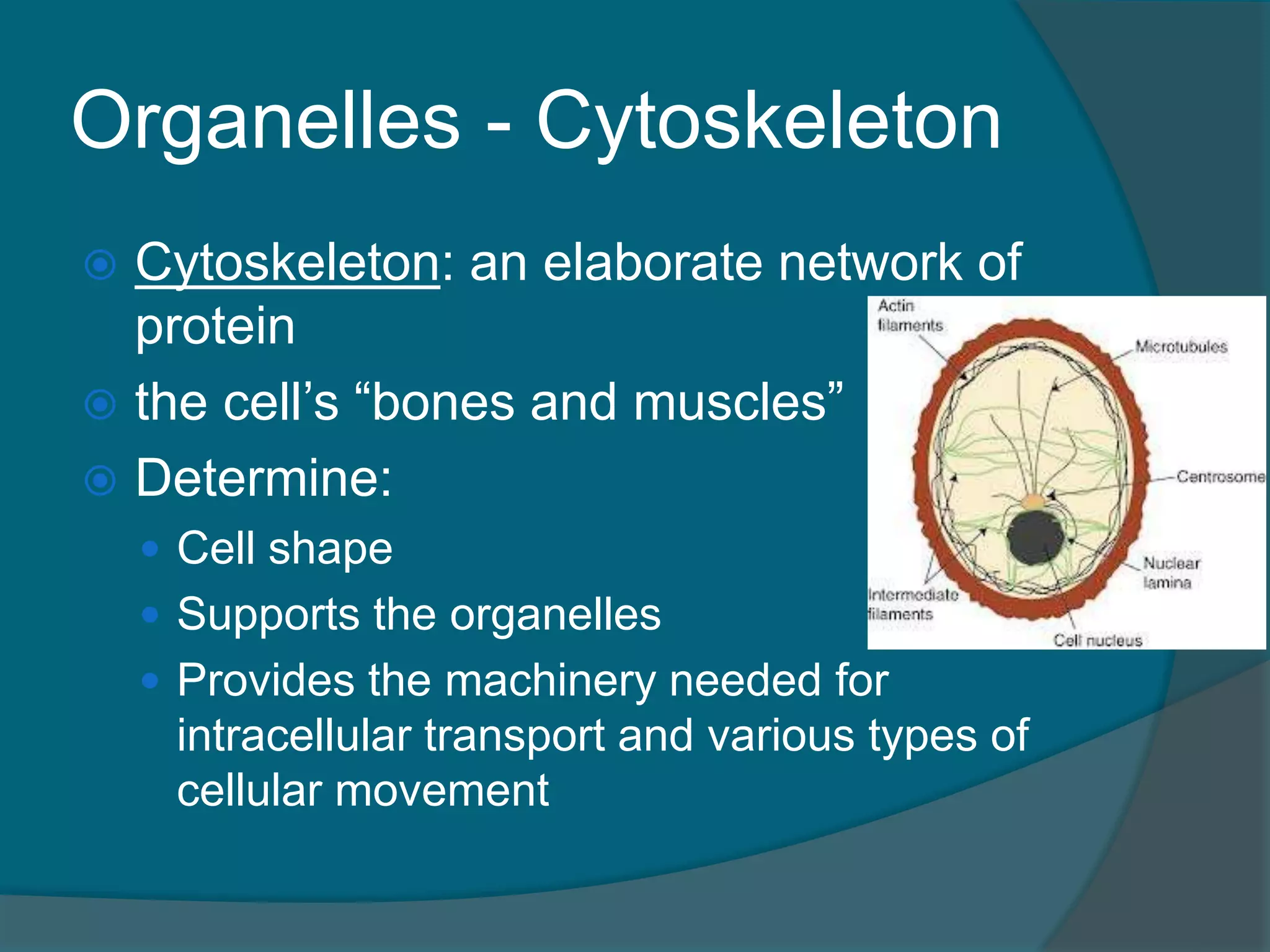 Organelles - Cytoskeleton
 Cytoskeleton: an elaborate network of
protein
 the cell’s “bones and muscles”
 Determine:
 Cell shape
 Supports the organelles
 Provides the machinery needed for
intracellular transport and various types of
cellular movement
 