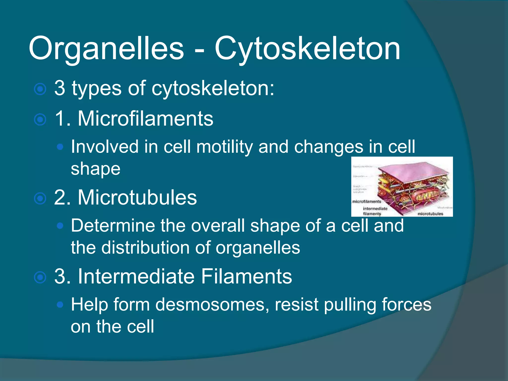 Organelles - Cytoskeleton
 3 types of cytoskeleton:
 1. Microfilaments
 Involved in cell motility and changes in cell
shape
 2. Microtubules
 Determine the overall shape of a cell and
the distribution of organelles
 3. Intermediate Filaments
 Help form desmosomes, resist pulling forces
on the cell
 