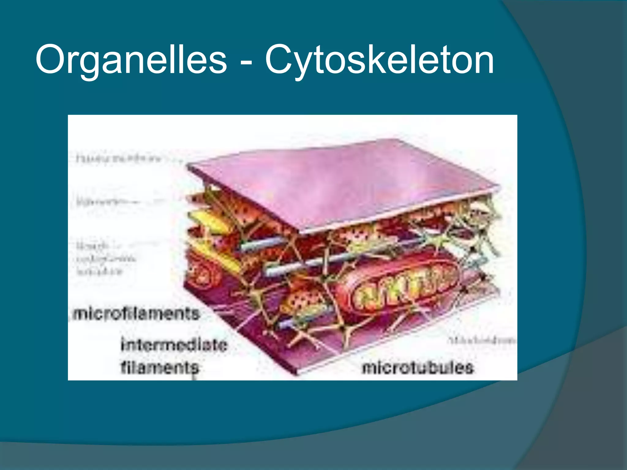Organelles - Cytoskeleton
 