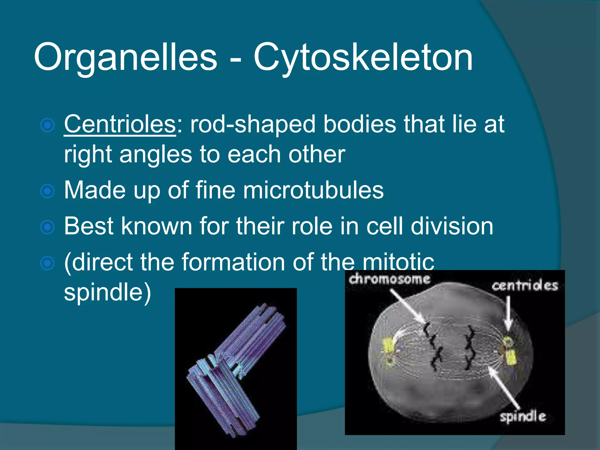 Organelles - Cytoskeleton
 Centrioles: rod-shaped bodies that lie at
right angles to each other
 Made up of fine microtubules
 Best known for their role in cell division
 (direct the formation of the mitotic
spindle)
 