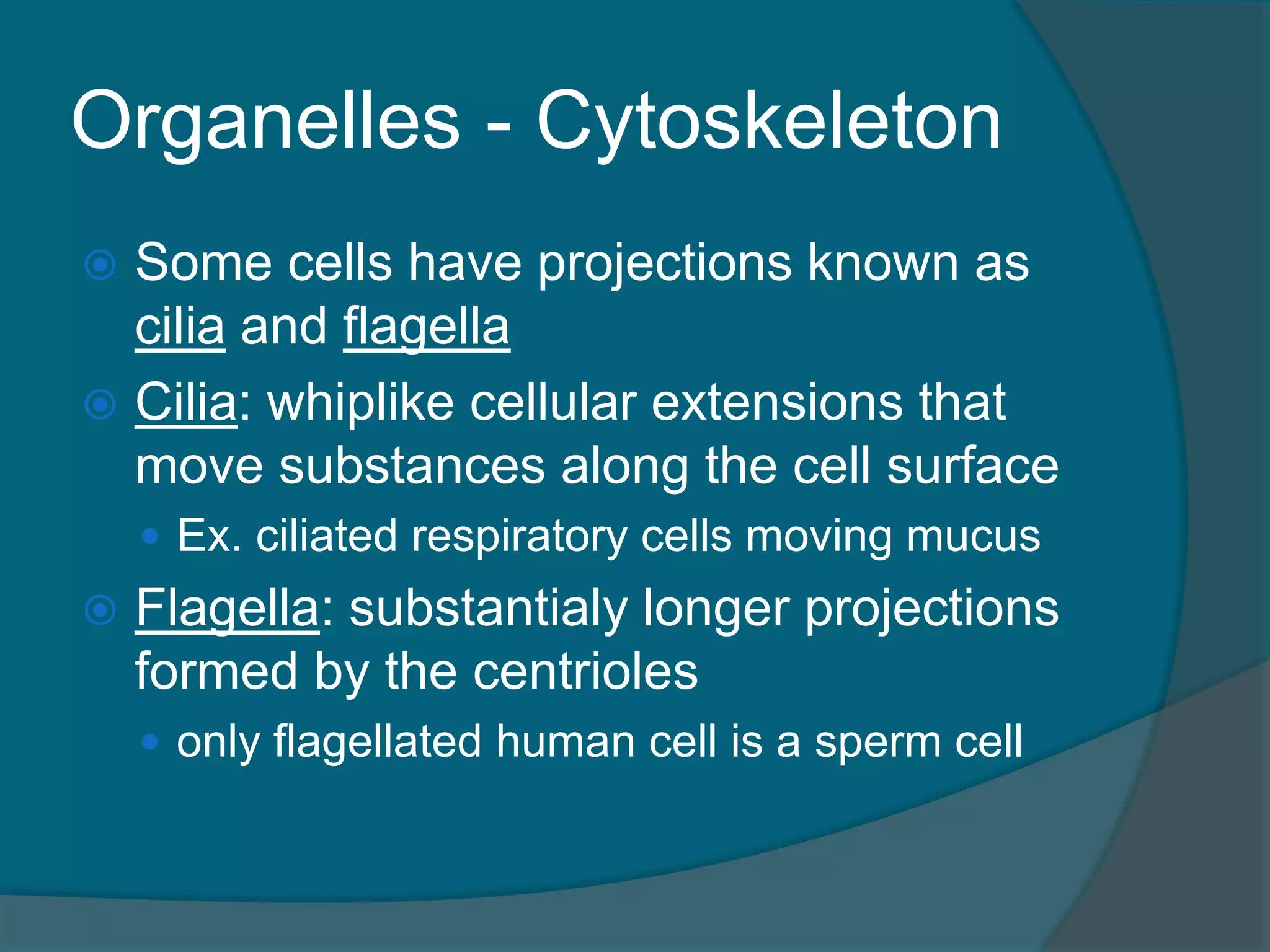 Organelles - Cytoskeleton
 Some cells have projections known as
cilia and flagella
 Cilia: whiplike cellular extensions that
move substances along the cell surface
 Ex. ciliated respiratory cells moving mucus
 Flagella: substantialy longer projections
formed by the centrioles
 only flagellated human cell is a sperm cell
 