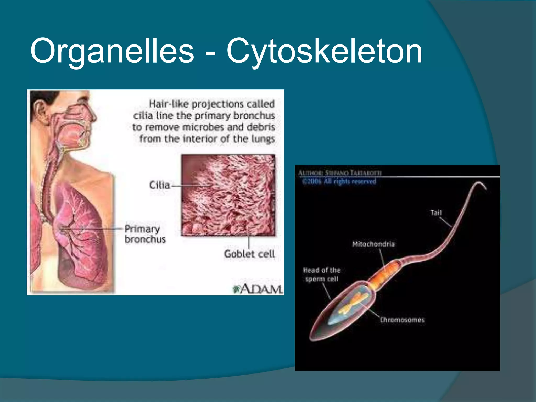 Organelles - Cytoskeleton
 