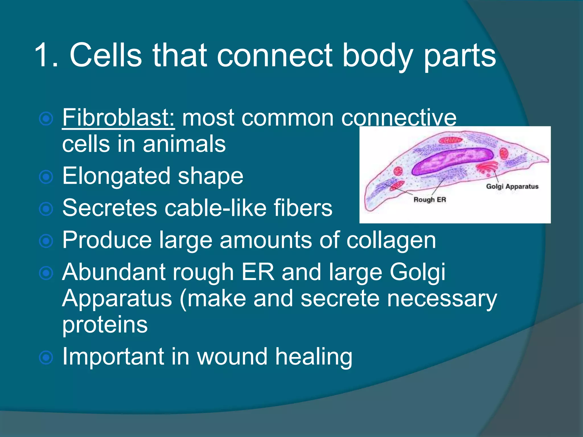 1. Cells that connect body parts
 Fibroblast: most common connective
cells in animals
 Elongated shape
 Secretes cable-like fibers
 Produce large amounts of collagen
 Abundant rough ER and large Golgi
Apparatus (make and secrete necessary
proteins
 Important in wound healing
 