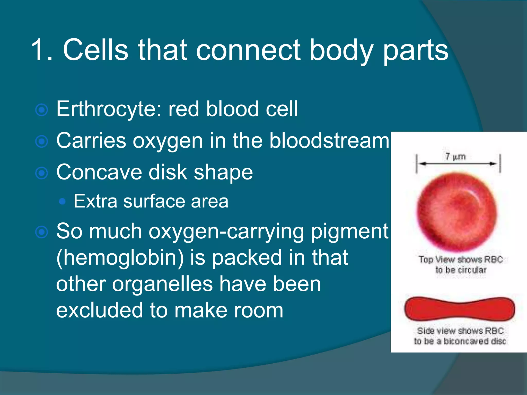 1. Cells that connect body parts
 Erthrocyte: red blood cell
 Carries oxygen in the bloodstream
 Concave disk shape
 Extra surface area
 So much oxygen-carrying pigment
(hemoglobin) is packed in that
other organelles have been
excluded to make room
 