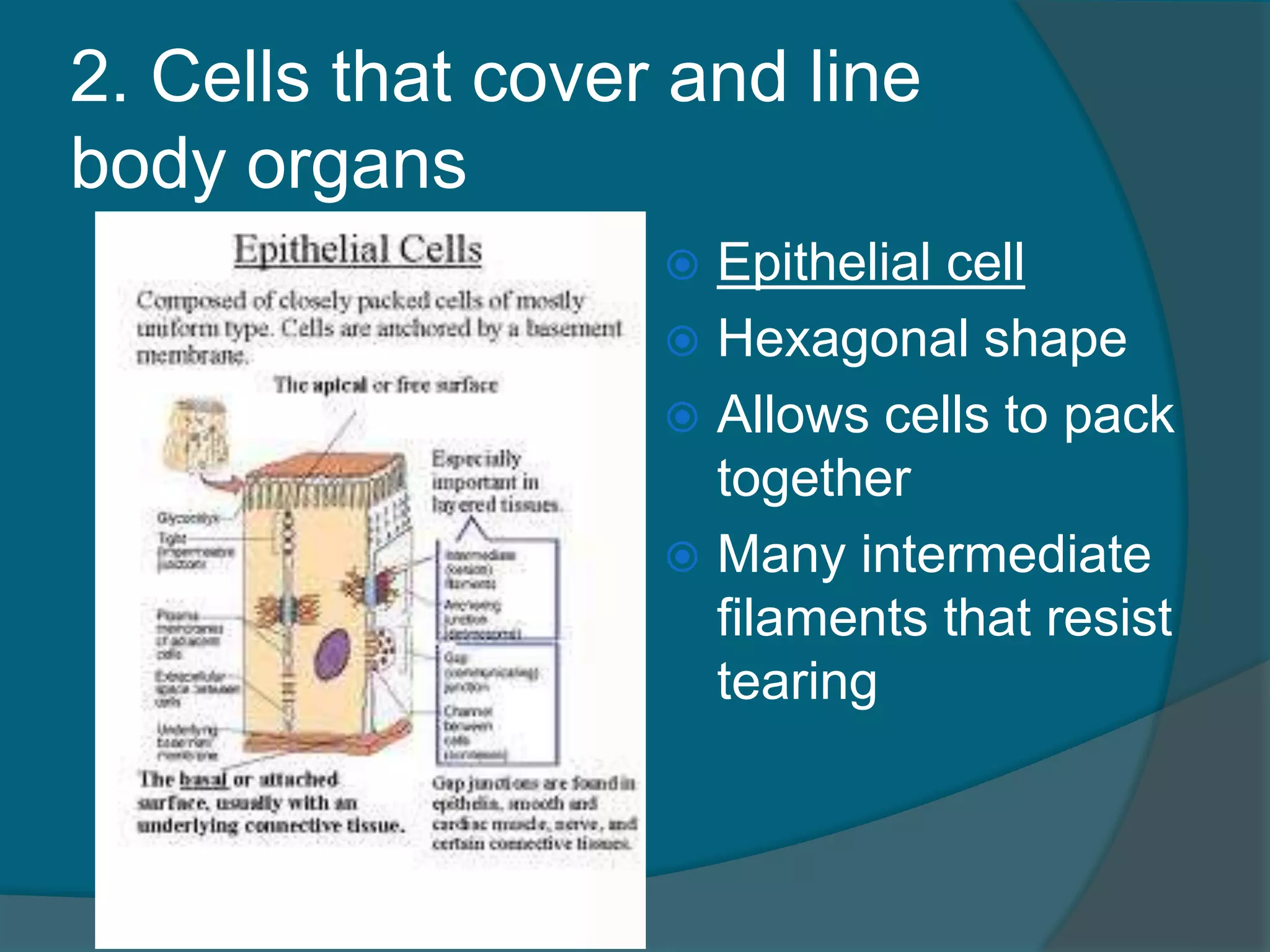 2. Cells that cover and line
body organs
 Epithelial cell
 Hexagonal shape
 Allows cells to pack
together
 Many intermediate
filaments that resist
tearing
 