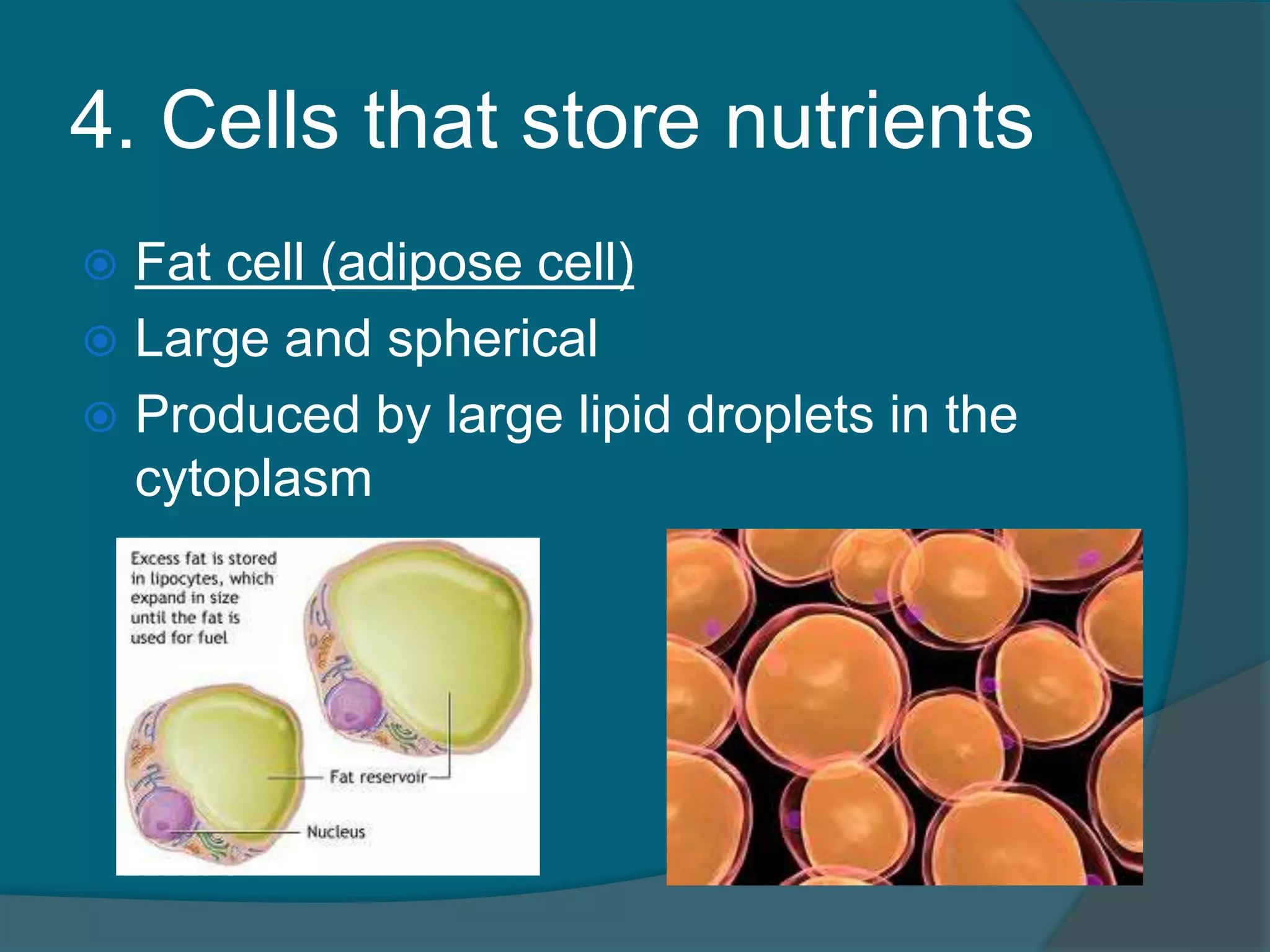 4. Cells that store nutrients
 Fat cell (adipose cell)
 Large and spherical
 Produced by large lipid droplets in the
cytoplasm
 