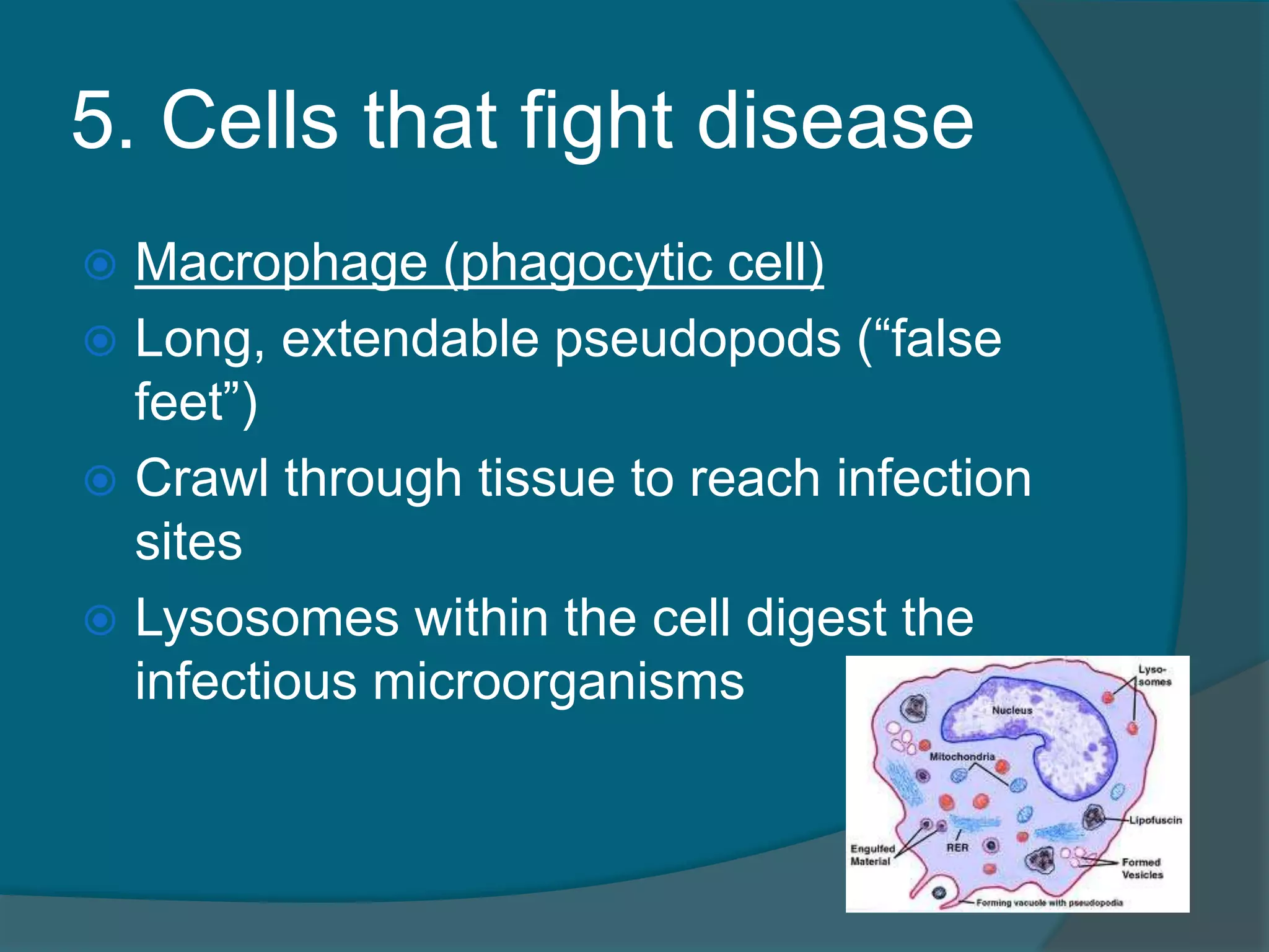5. Cells that fight disease
 Macrophage (phagocytic cell)
 Long, extendable pseudopods (“false
feet”)
 Crawl through tissue to reach infection
sites
 Lysosomes within the cell digest the
infectious microorganisms
 