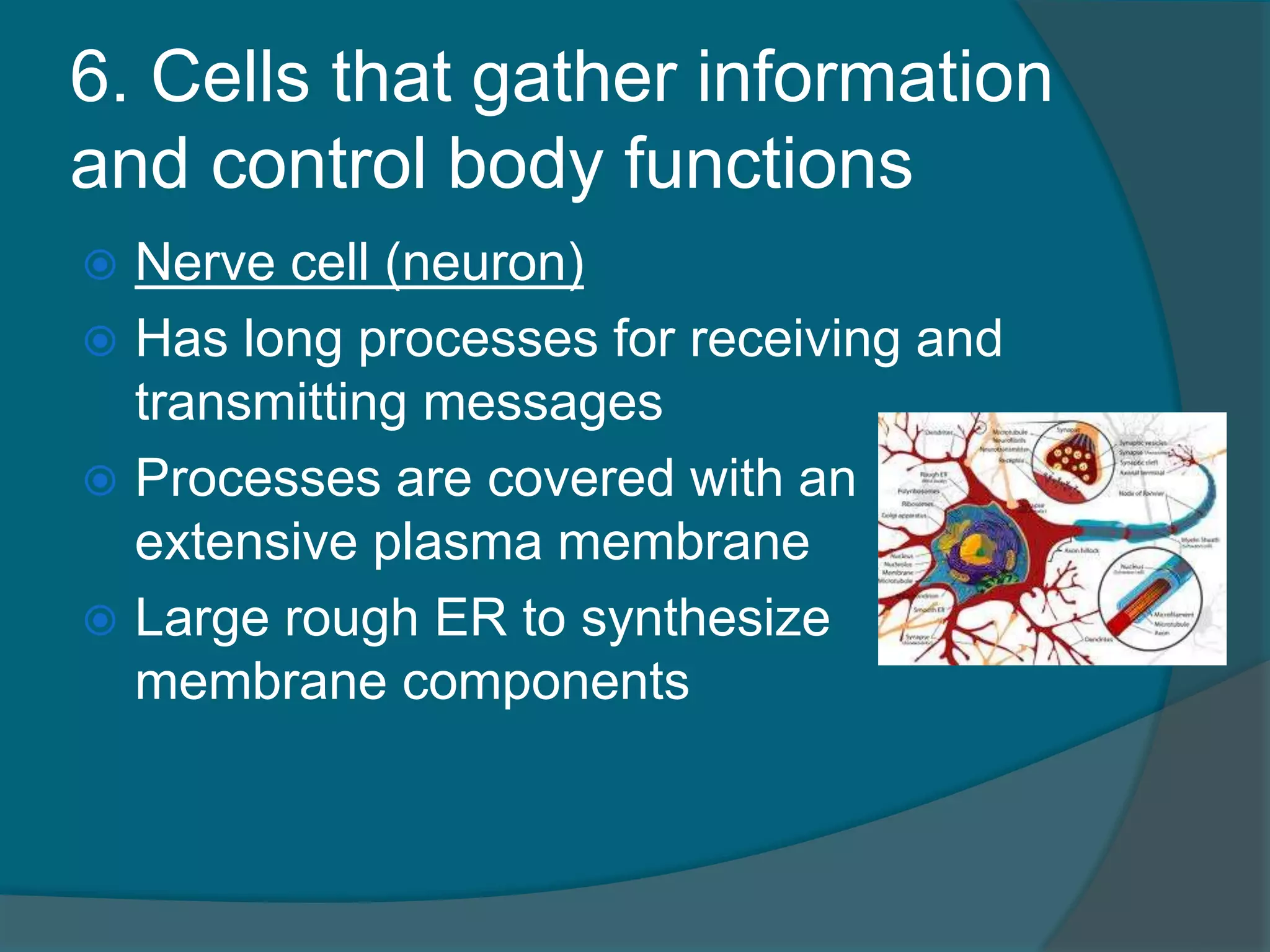 6. Cells that gather information
and control body functions
 Nerve cell (neuron)
 Has long processes for receiving and
transmitting messages
 Processes are covered with an
extensive plasma membrane
 Large rough ER to synthesize
membrane components
 