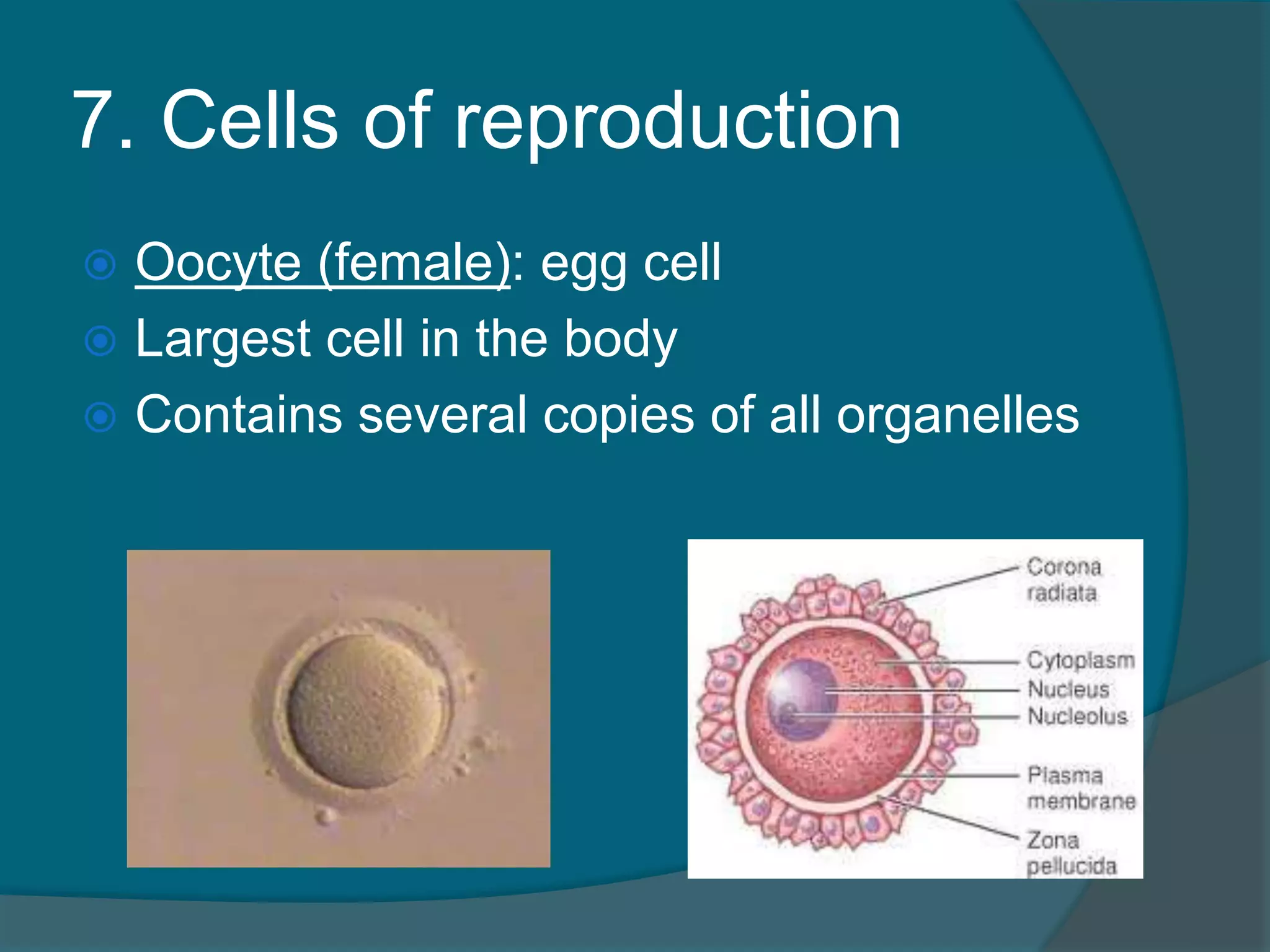 7. Cells of reproduction
 Oocyte (female): egg cell
 Largest cell in the body
 Contains several copies of all organelles
 