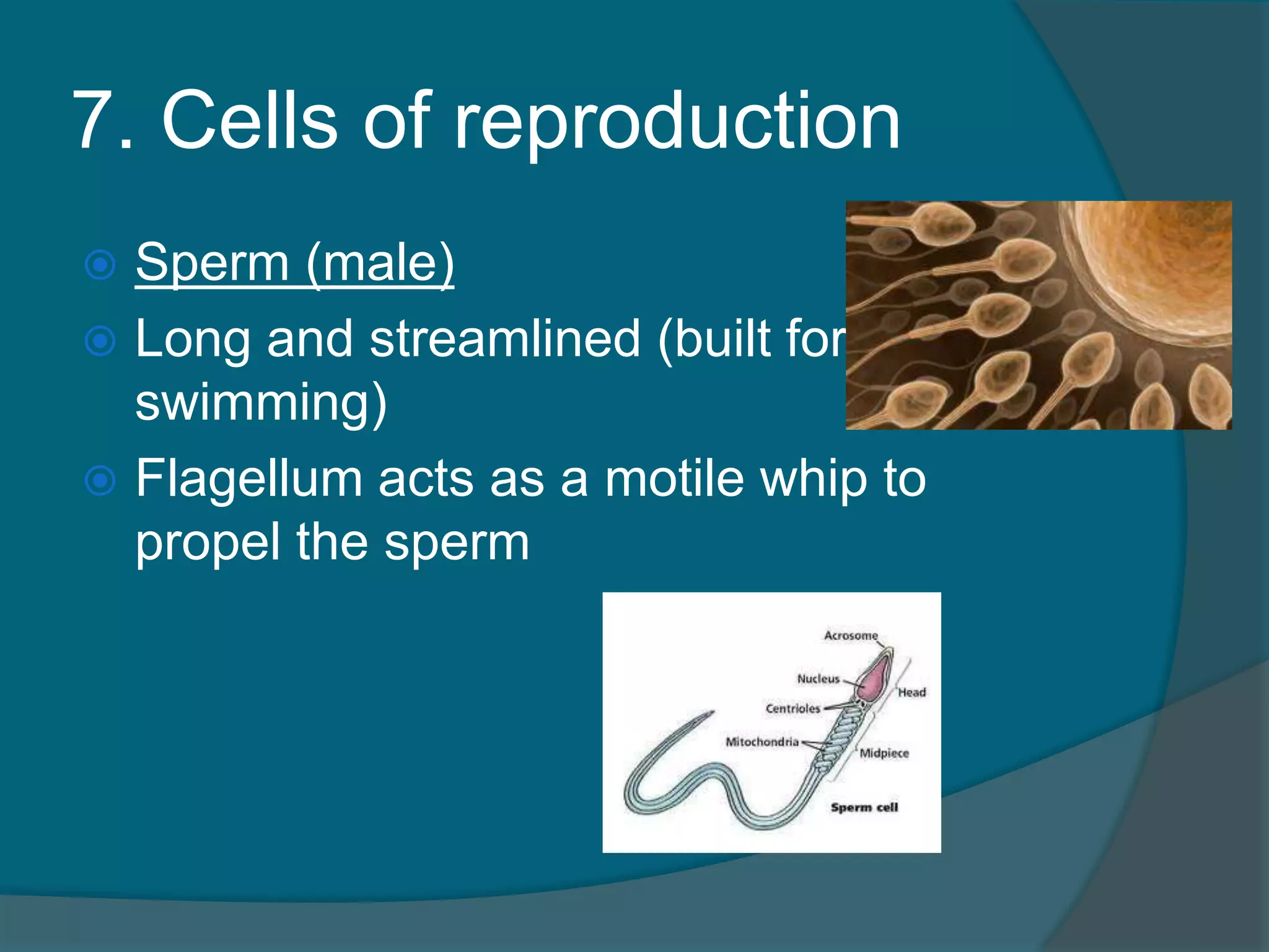 7. Cells of reproduction
 Sperm (male)
 Long and streamlined (built for
swimming)
 Flagellum acts as a motile whip to
propel the sperm
 
