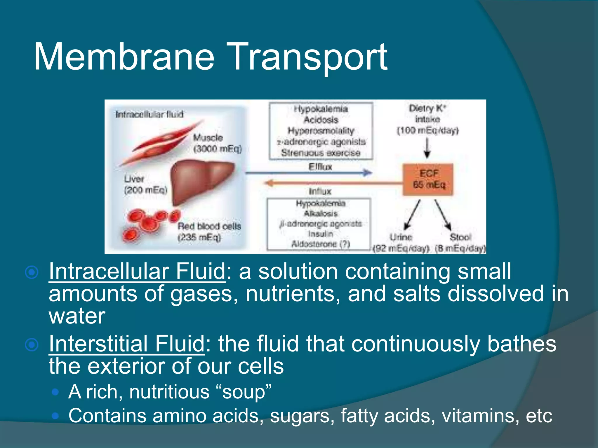 Membrane Transport
 Intracellular Fluid: a solution containing small
amounts of gases, nutrients, and salts dissolved in
water
 Interstitial Fluid: the fluid that continuously bathes
the exterior of our cells
 A rich, nutritious “soup”
 Contains amino acids, sugars, fatty acids, vitamins, etc
 