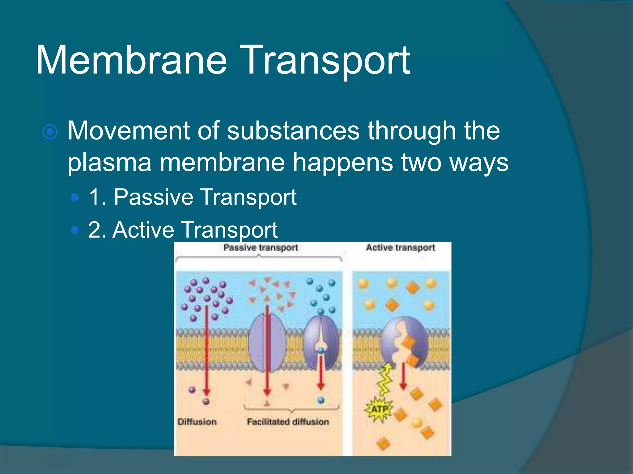 Membrane Transport
 Movement of substances through the
plasma membrane happens two ways
 1. Passive Transport
 2. Active Transport
 