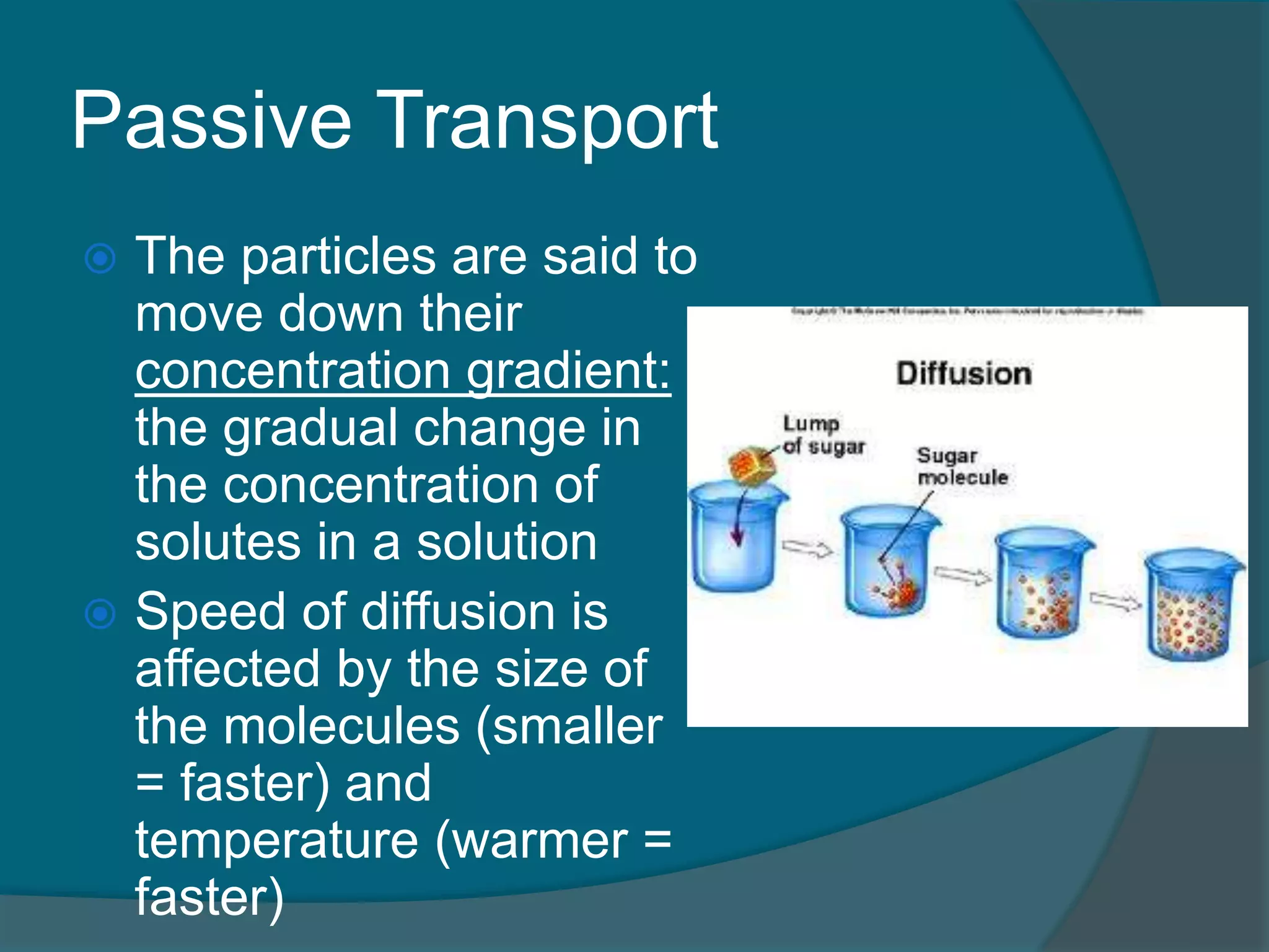 Passive Transport
 The particles are said to
move down their
concentration gradient:
the gradual change in
the concentration of
solutes in a solution
 Speed of diffusion is
affected by the size of
the molecules (smaller
= faster) and
temperature (warmer =
faster)
 