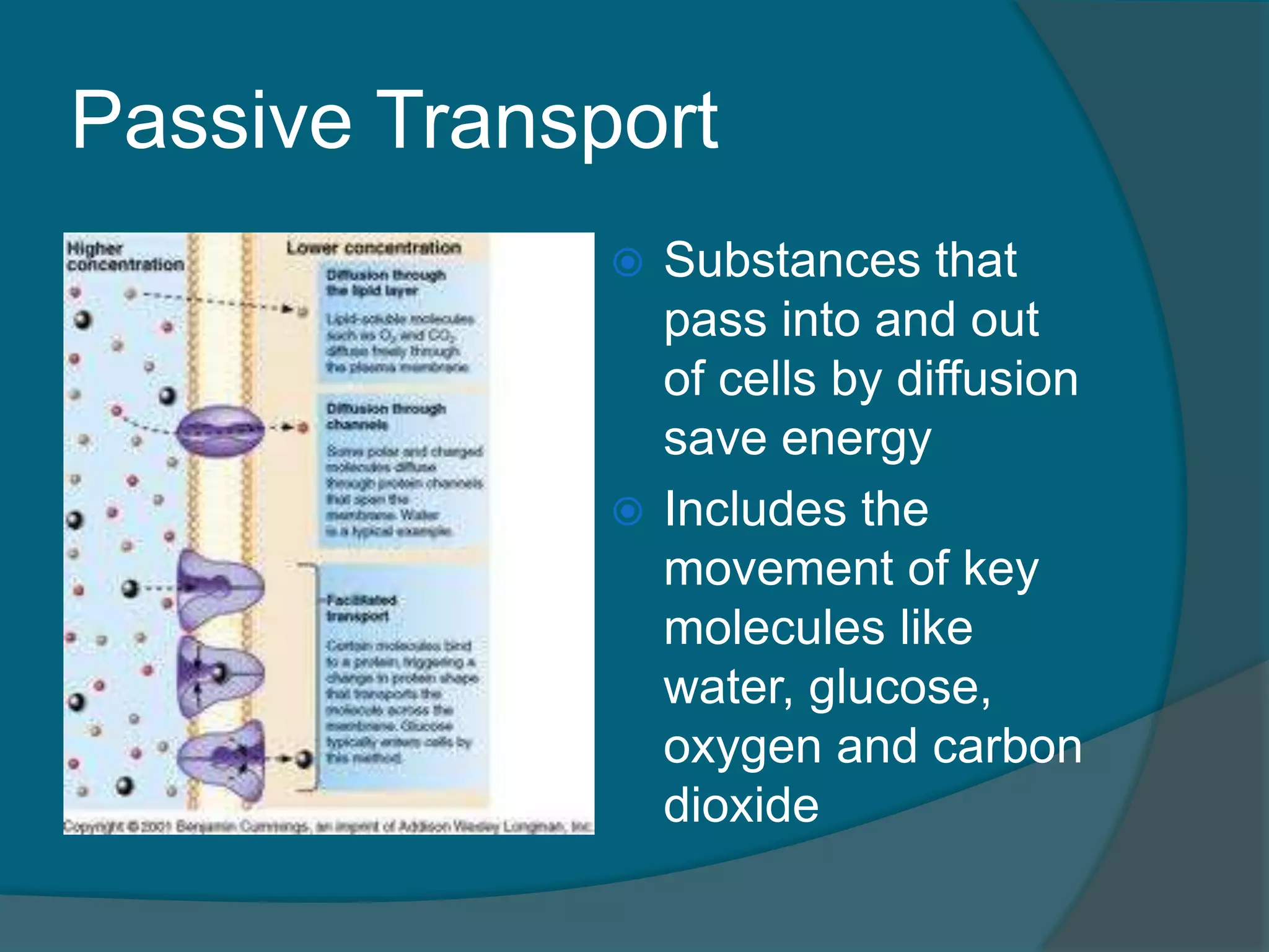 Passive Transport
 Substances that
pass into and out
of cells by diffusion
save energy
 Includes the
movement of key
molecules like
water, glucose,
oxygen and carbon
dioxide
 