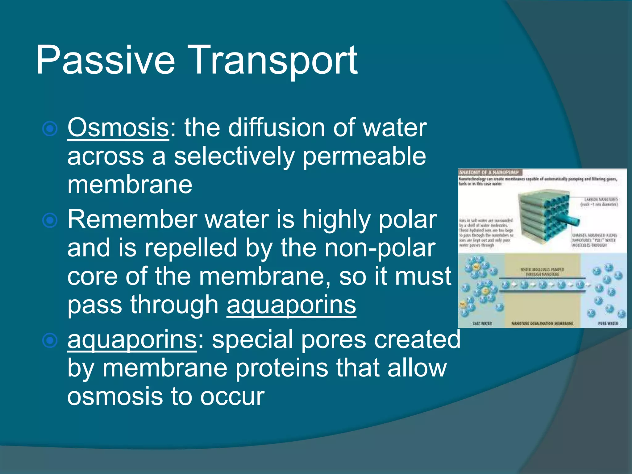 Passive Transport
 Osmosis: the diffusion of water
across a selectively permeable
membrane
 Remember water is highly polar
and is repelled by the non-polar
core of the membrane, so it must
pass through aquaporins
 aquaporins: special pores created
by membrane proteins that allow
osmosis to occur
 