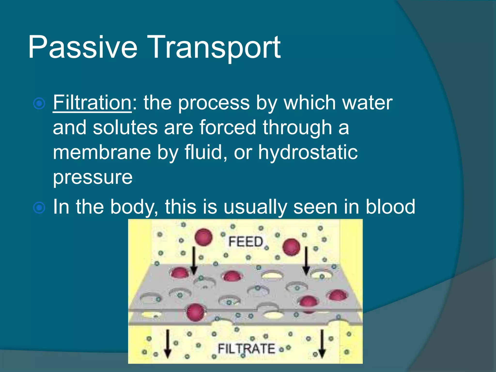 Passive Transport
 Filtration: the process by which water
and solutes are forced through a
membrane by fluid, or hydrostatic
pressure
 In the body, this is usually seen in blood
 