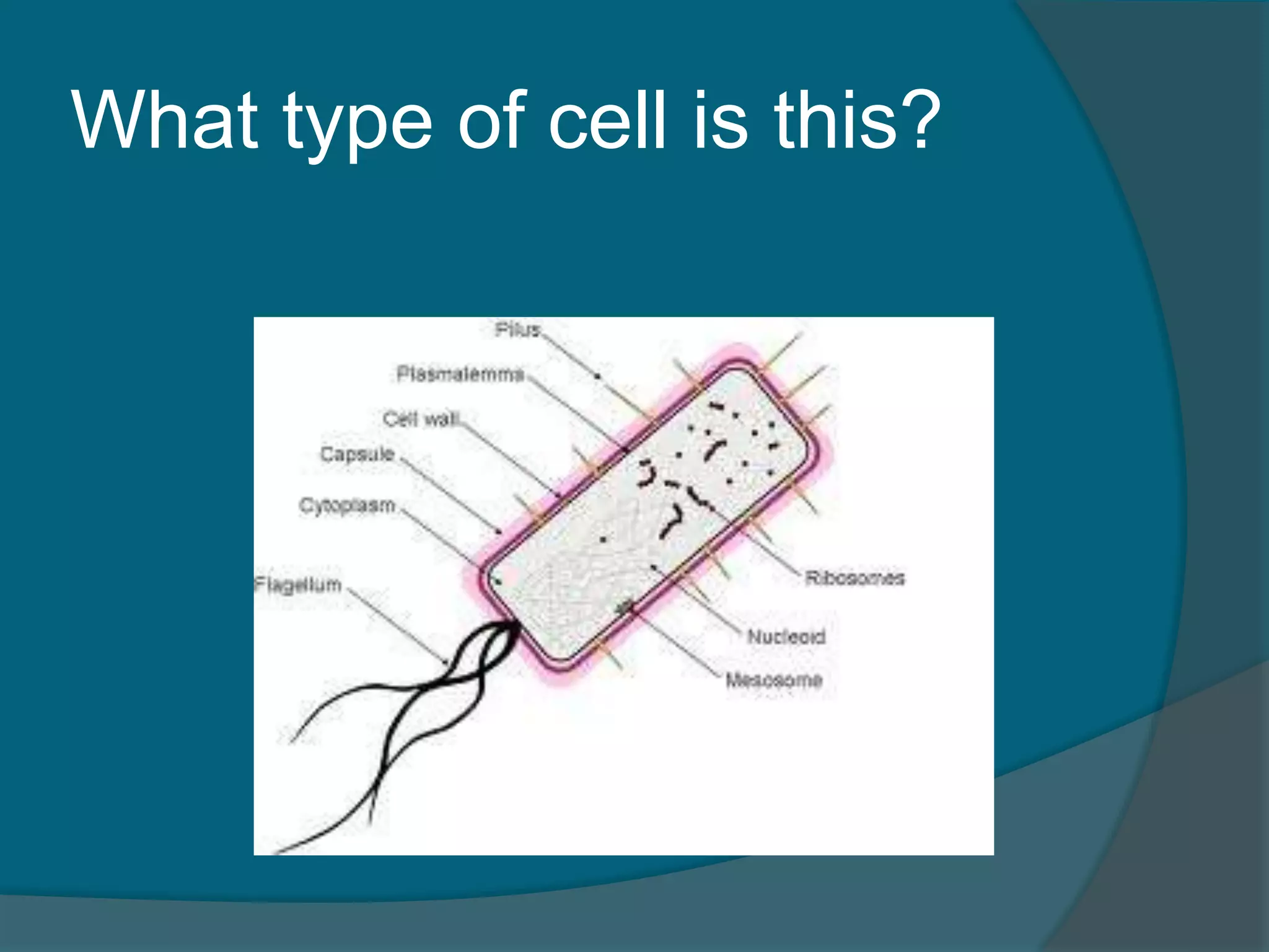 What type of cell is this?
 