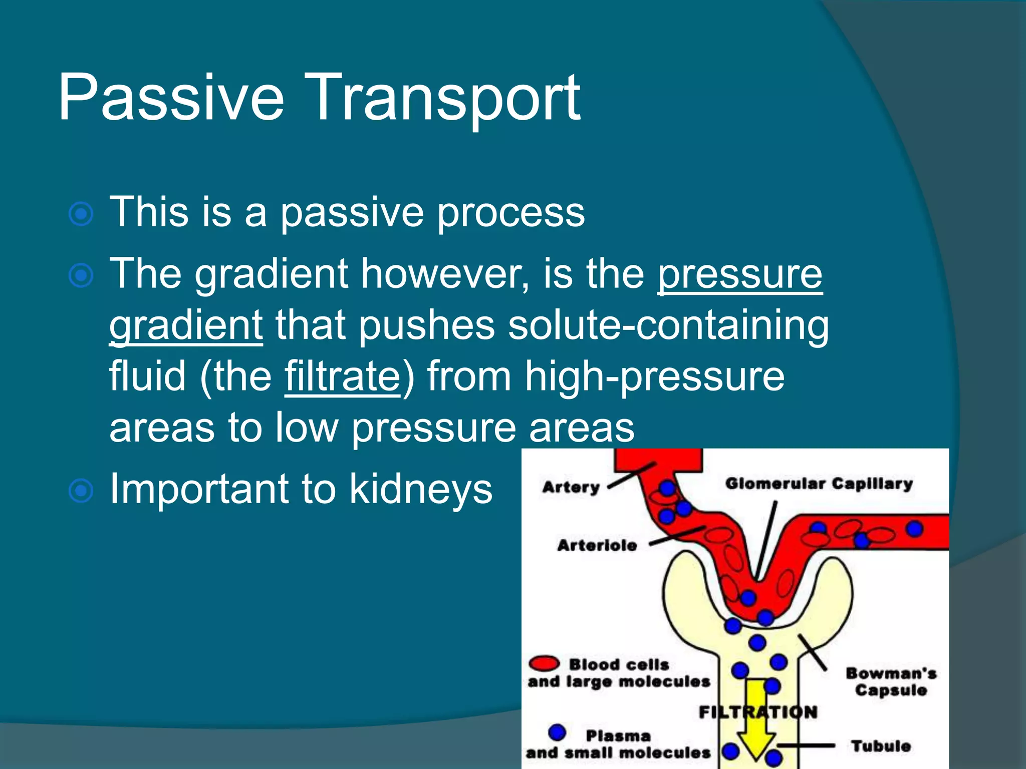 Passive Transport
 This is a passive process
 The gradient however, is the pressure
gradient that pushes solute-containing
fluid (the filtrate) from high-pressure
areas to low pressure areas
 Important to kidneys
 