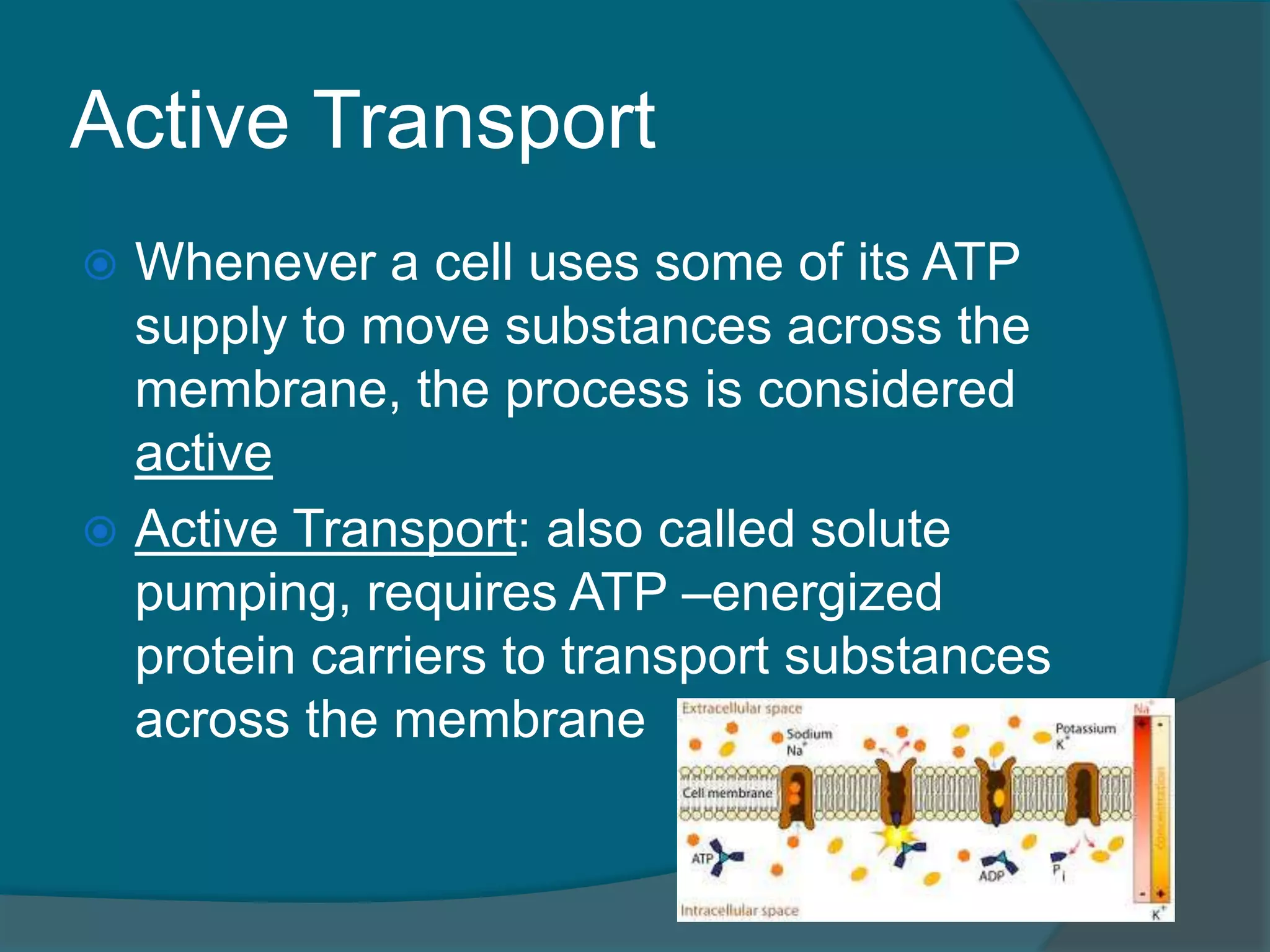 Active Transport
 Whenever a cell uses some of its ATP
supply to move substances across the
membrane, the process is considered
active
 Active Transport: also called solute
pumping, requires ATP –energized
protein carriers to transport substances
across the membrane
 