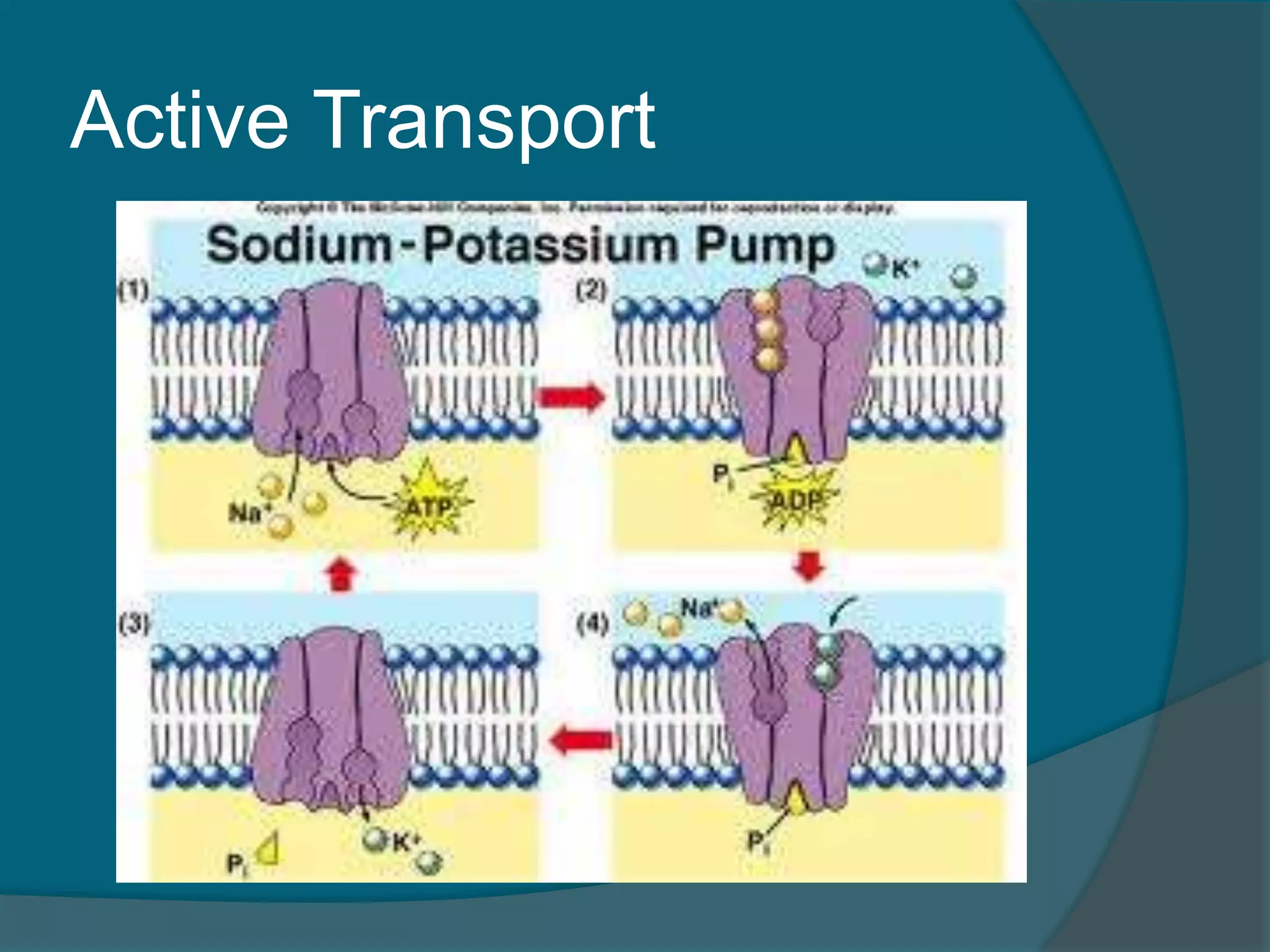Active Transport
 