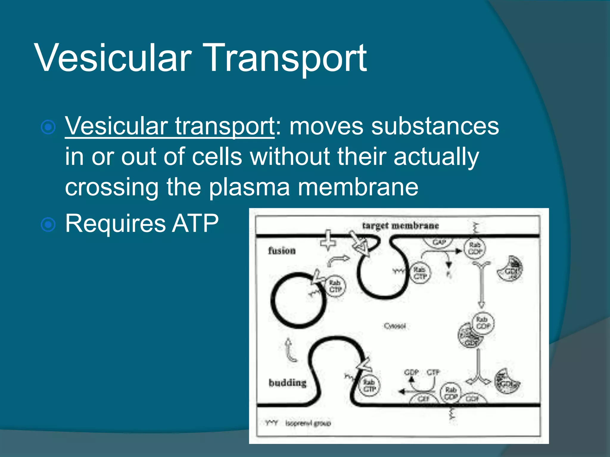 Vesicular Transport
 Vesicular transport: moves substances
in or out of cells without their actually
crossing the plasma membrane
 Requires ATP
 