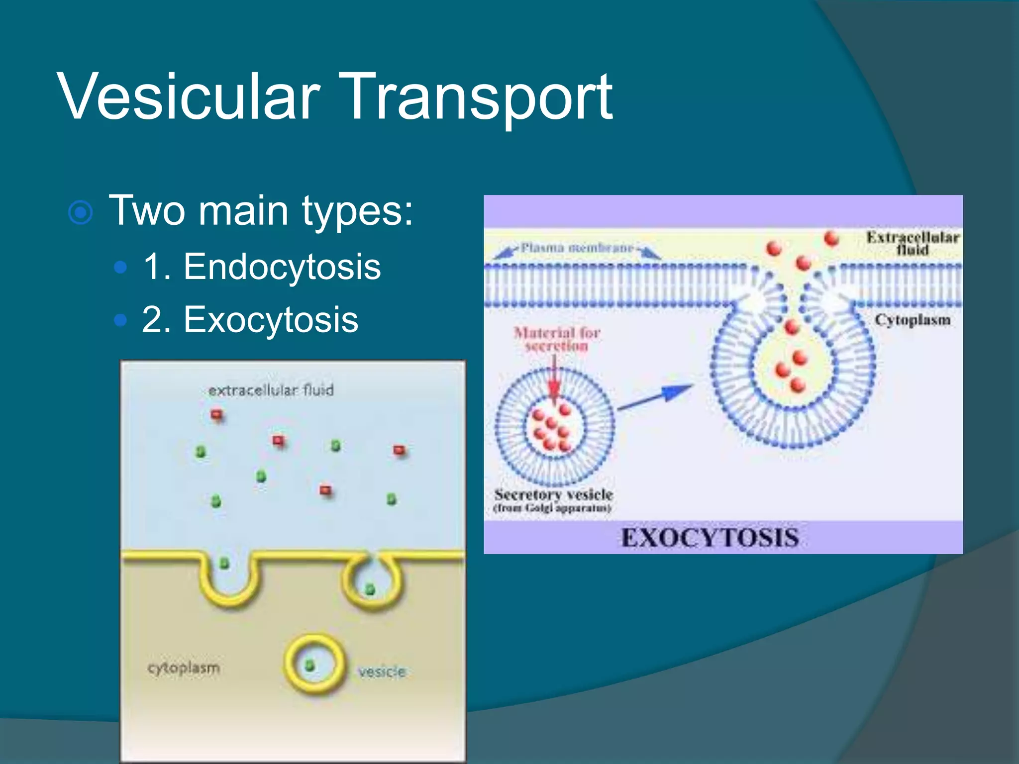 Vesicular Transport
 Two main types:
 1. Endocytosis
 2. Exocytosis
 
