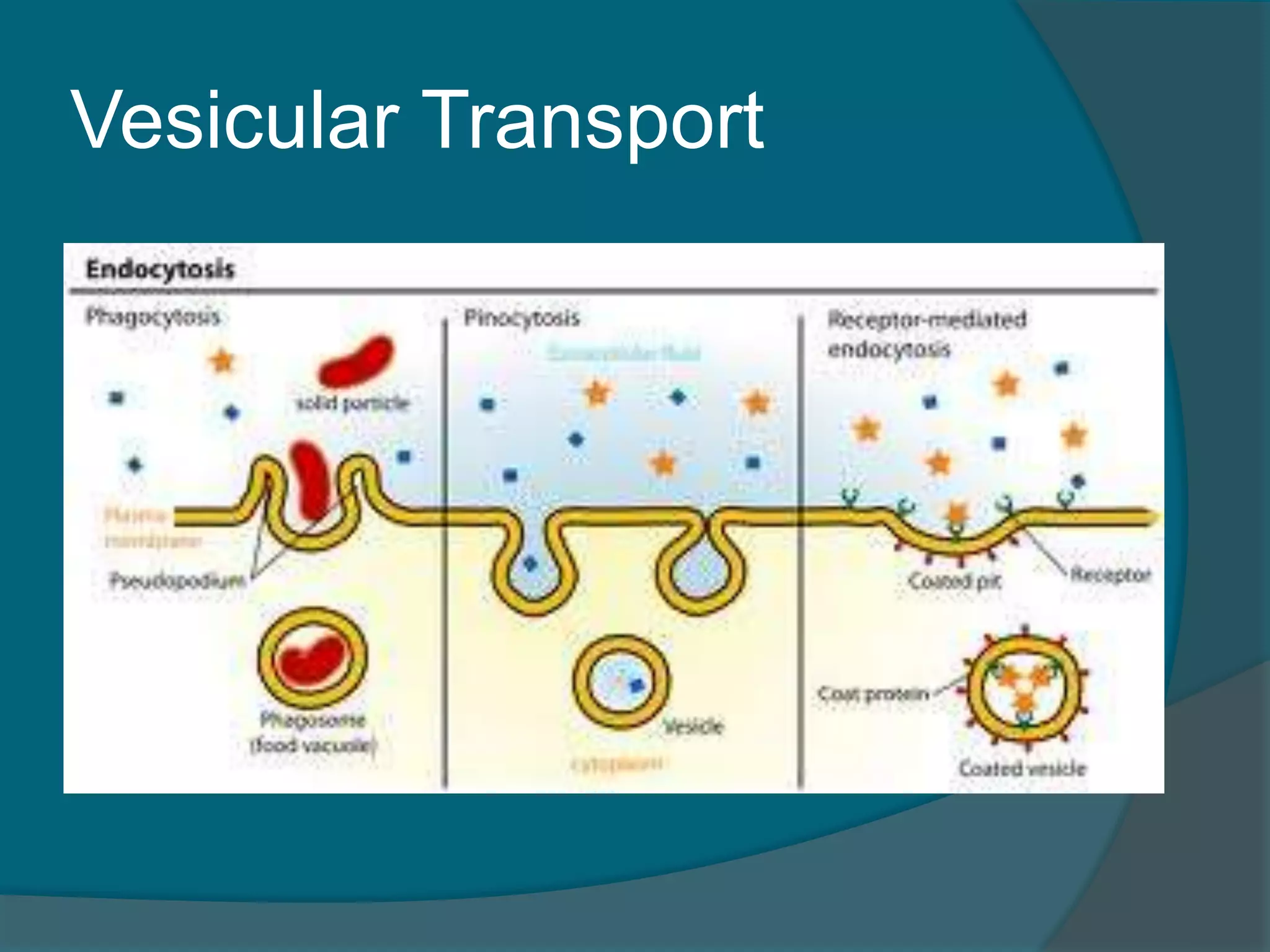 Vesicular Transport
 