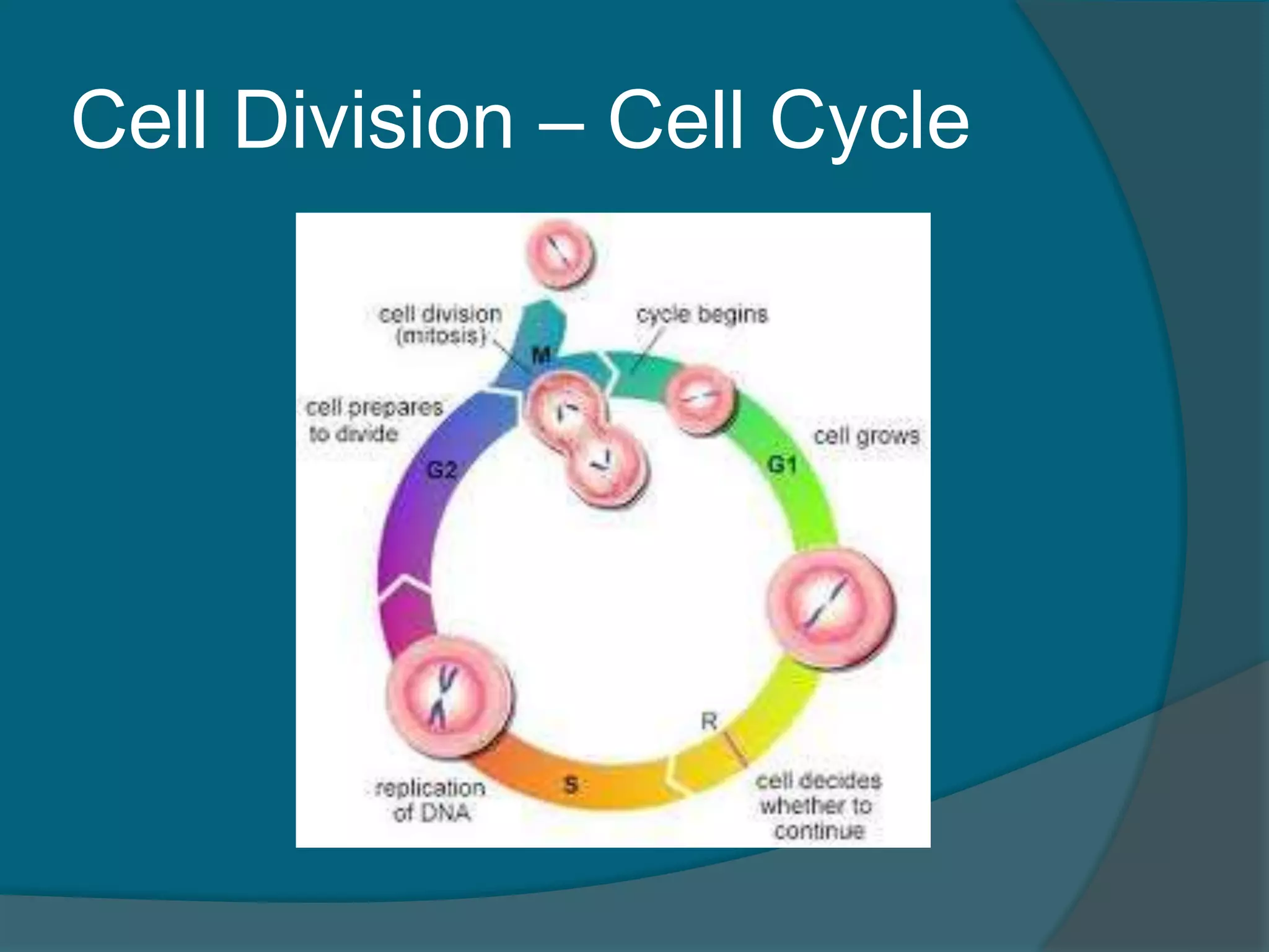 Cell Division – Cell Cycle
 