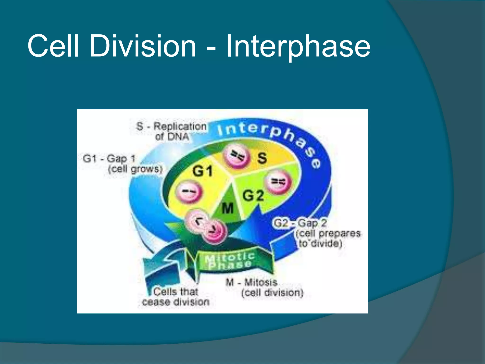 Cell Division - Interphase
 