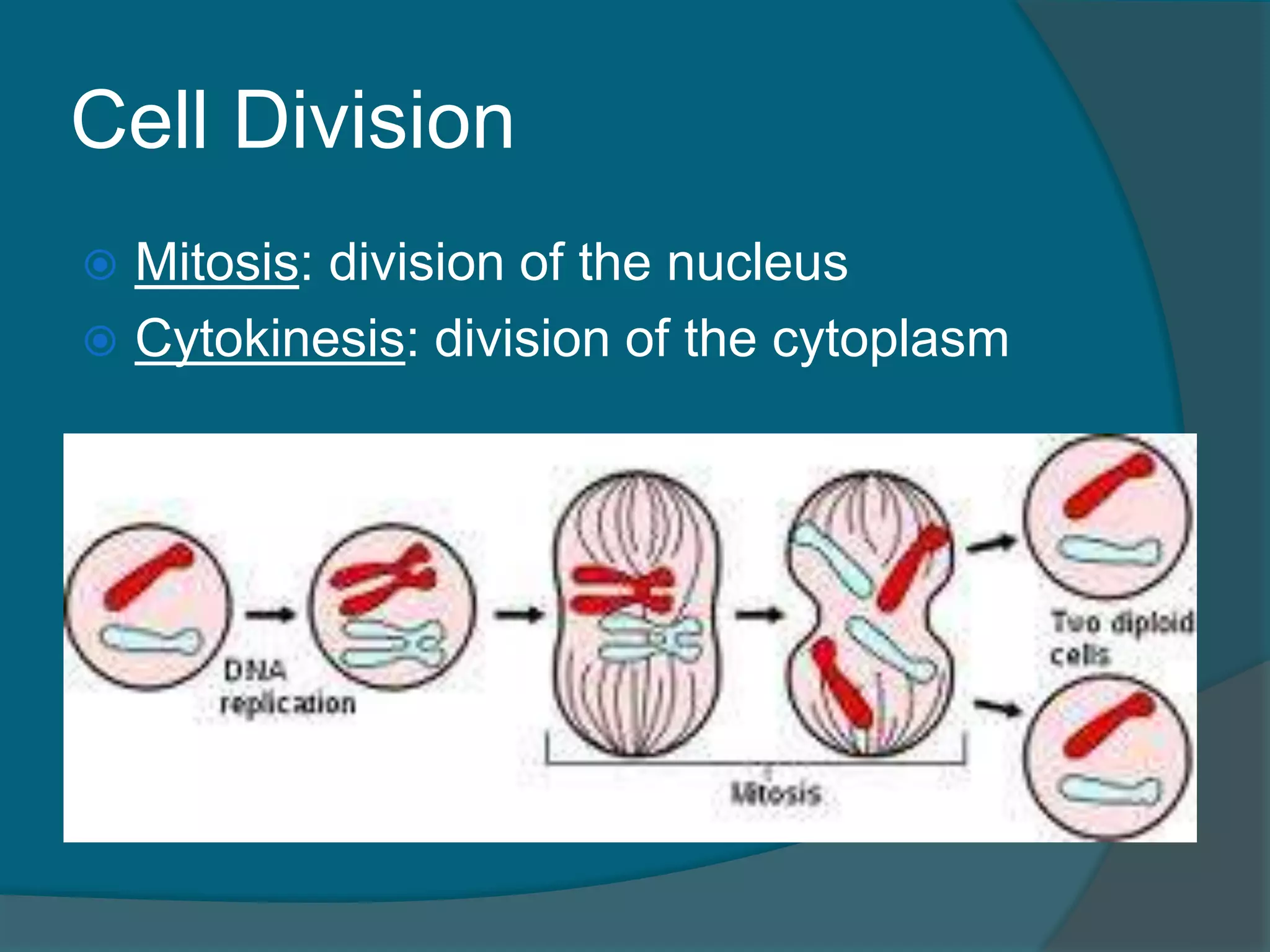 Cell Division
 Mitosis: division of the nucleus
 Cytokinesis: division of the cytoplasm
 