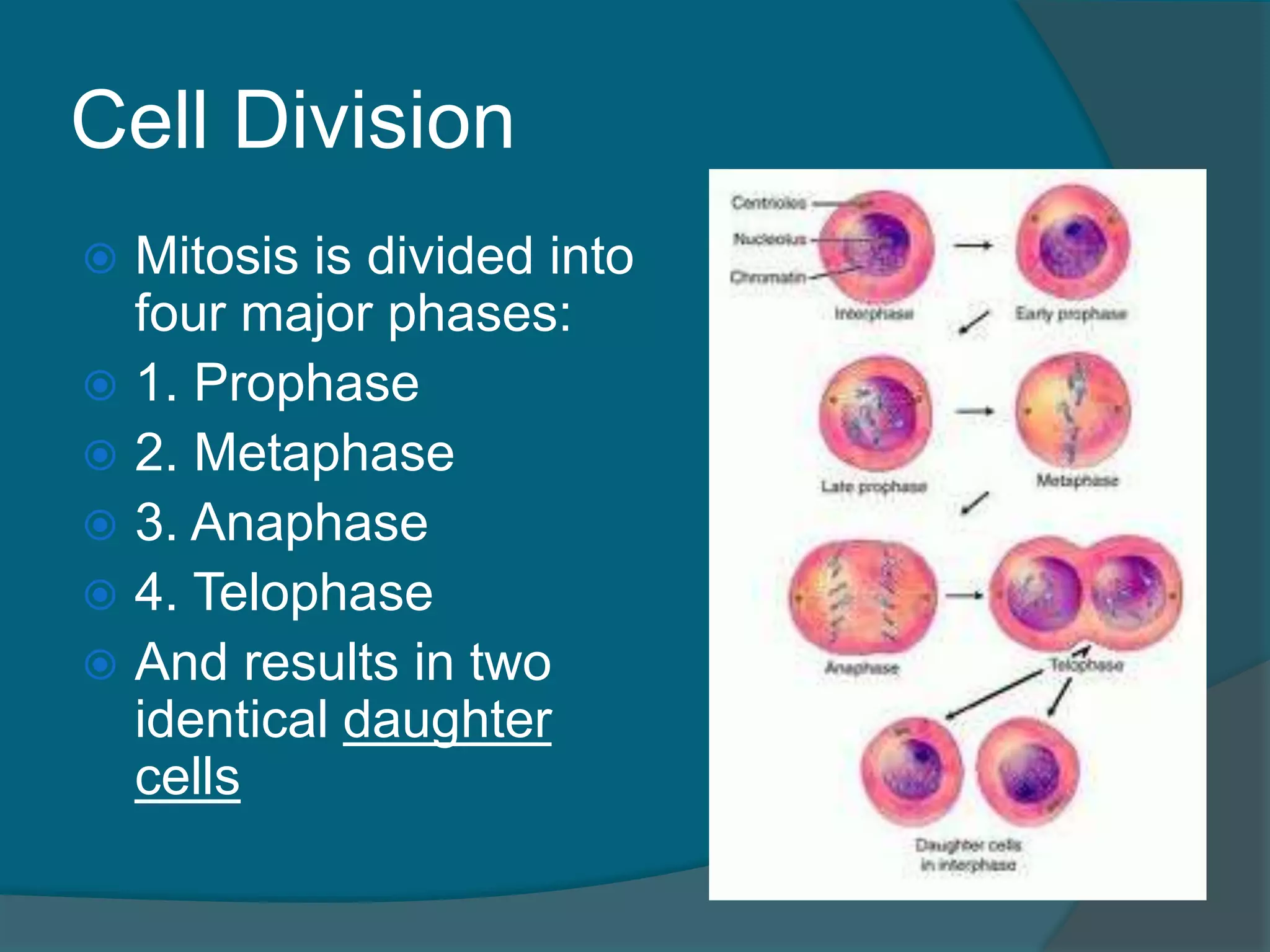 Cell Division
 Mitosis is divided into
four major phases:
 1. Prophase
 2. Metaphase
 3. Anaphase
 4. Telophase
 And results in two
identical daughter
cells
 